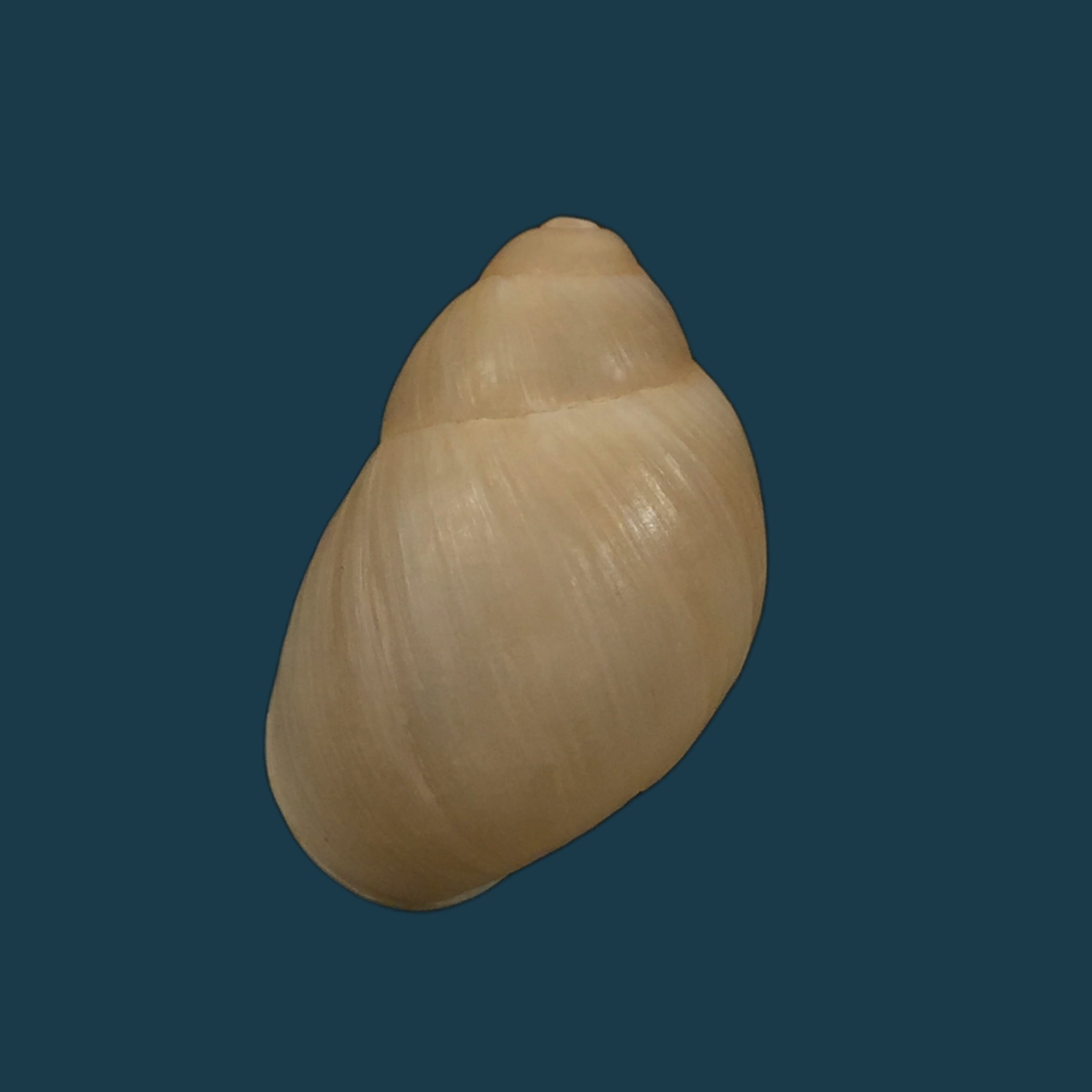 Austroborus dorbignyi（Doring，1876）- 28,5毫米
