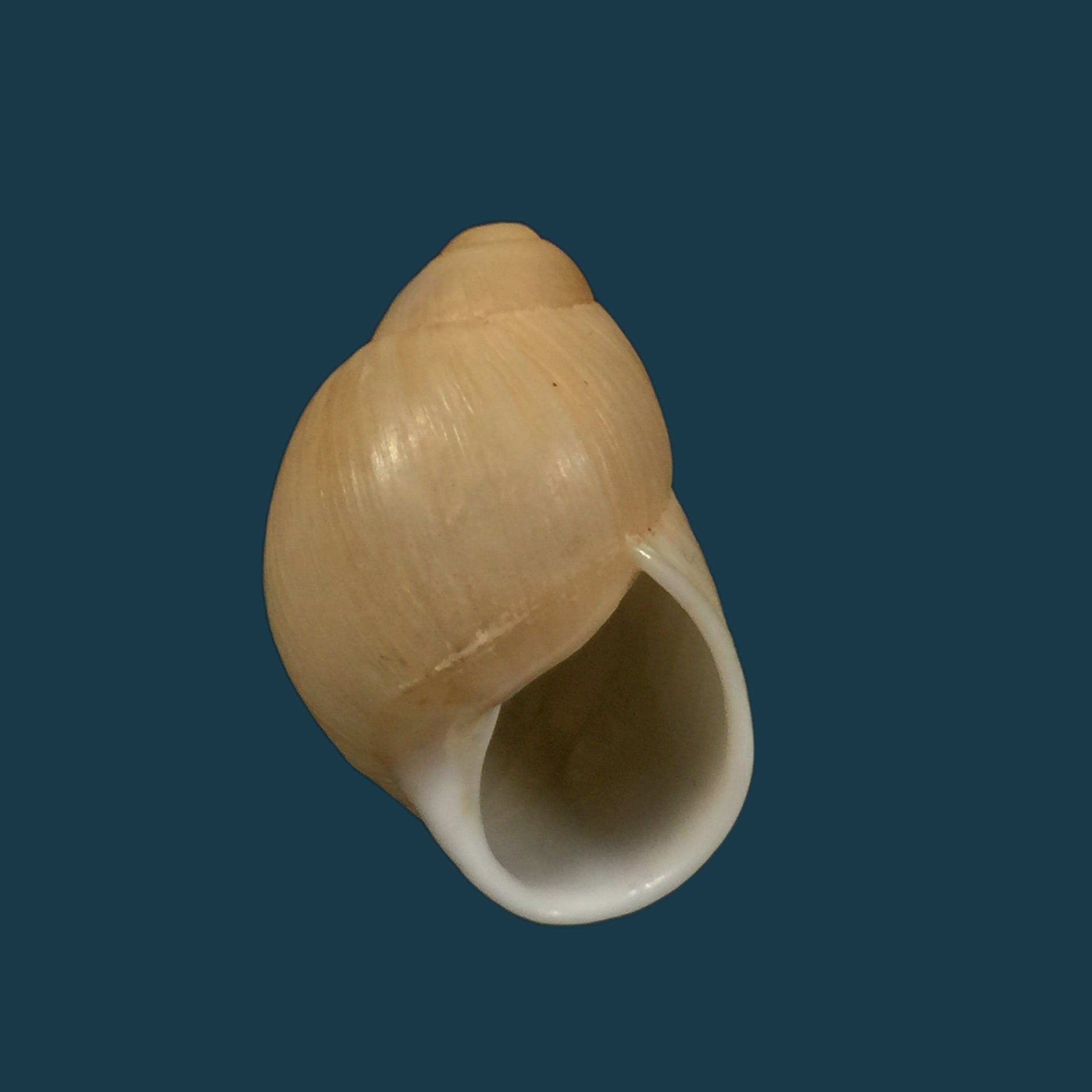 Austroborus dorbignyi（Doring，1876）- 28,5毫米