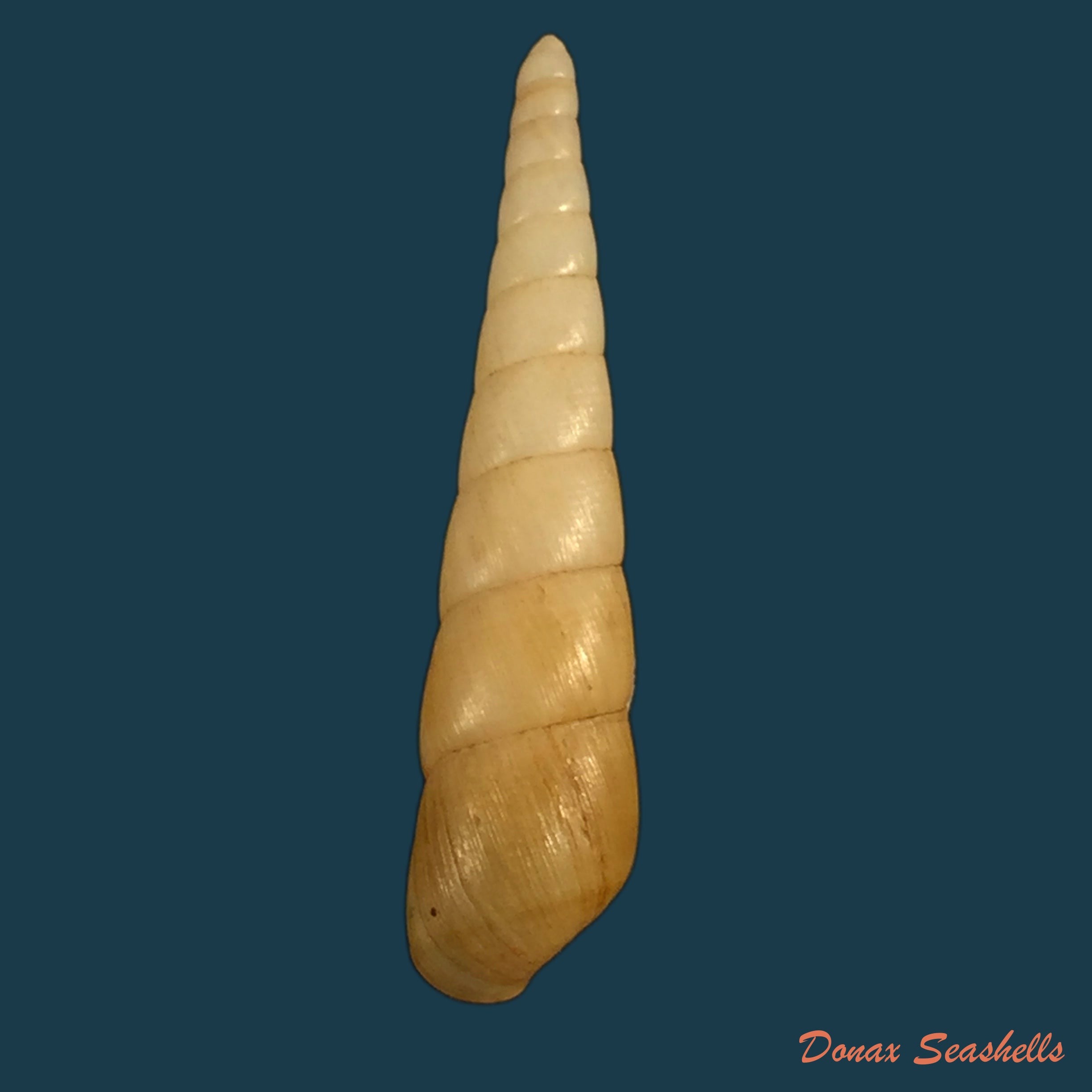 copia-de-aclyvolva-lanceolata-g-b-sowerby-ii-1849