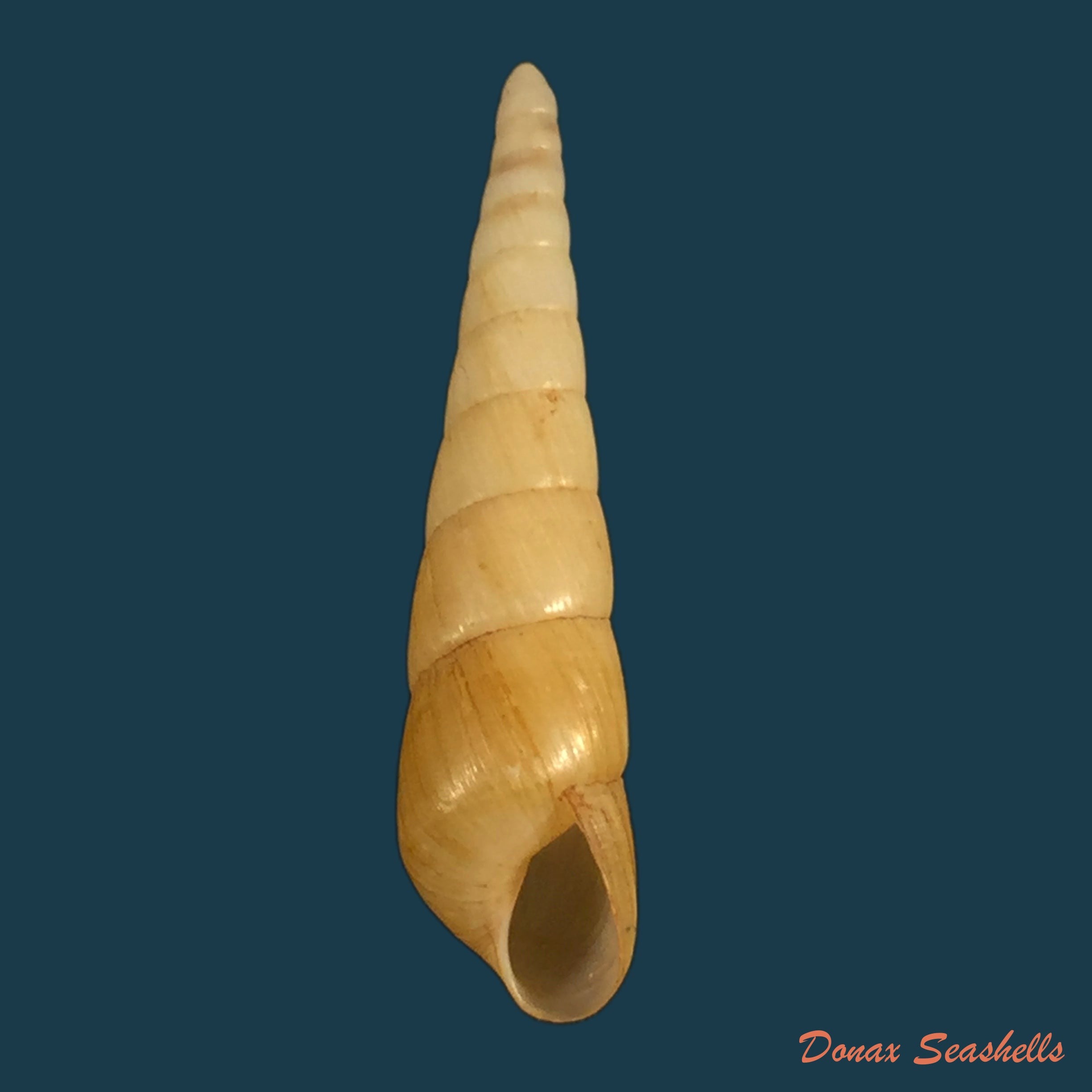 copia-de-aclyvolva-lanceolata-g-b-sowerby-ii-1849