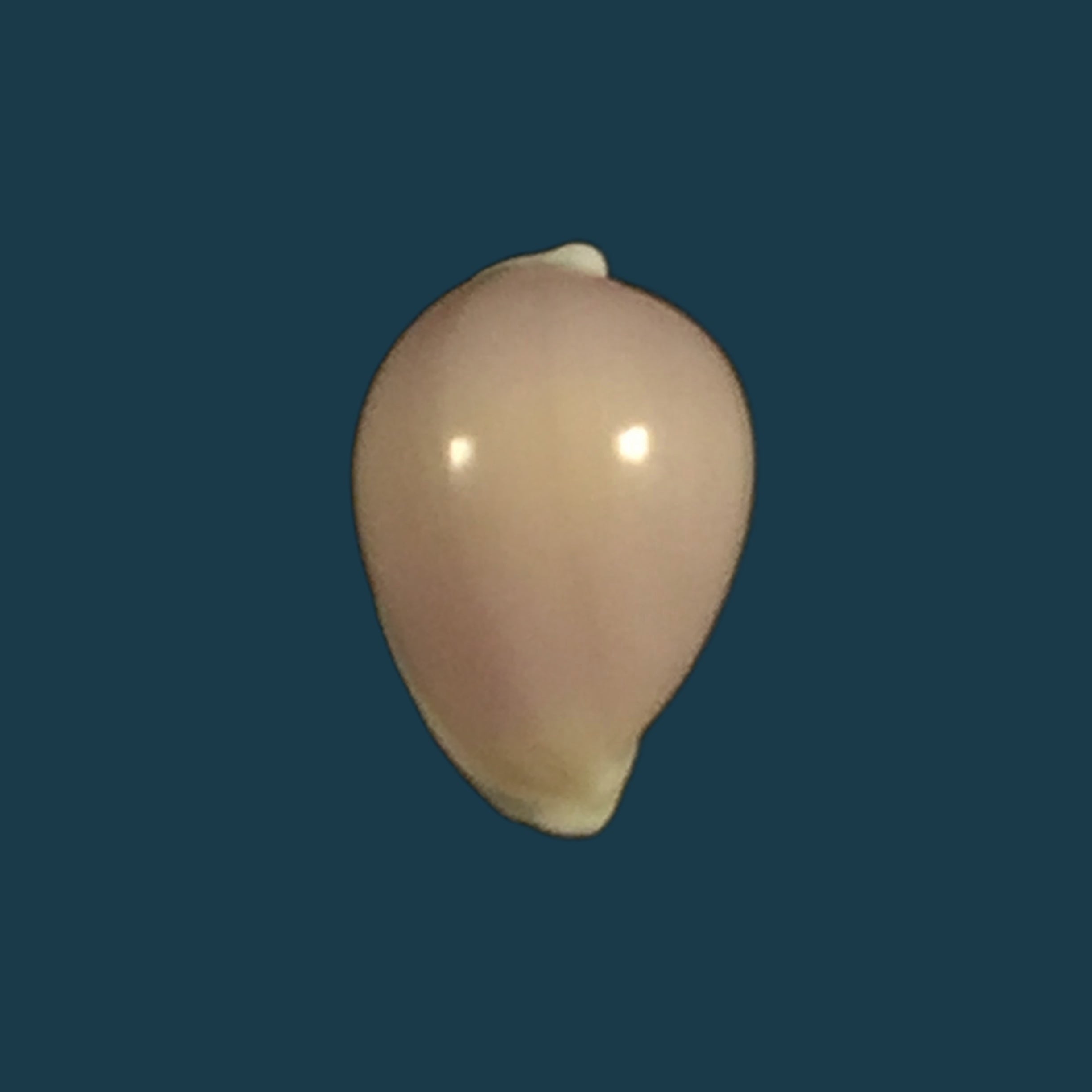 Lavigeria nassa（伍德沃德，1859）
