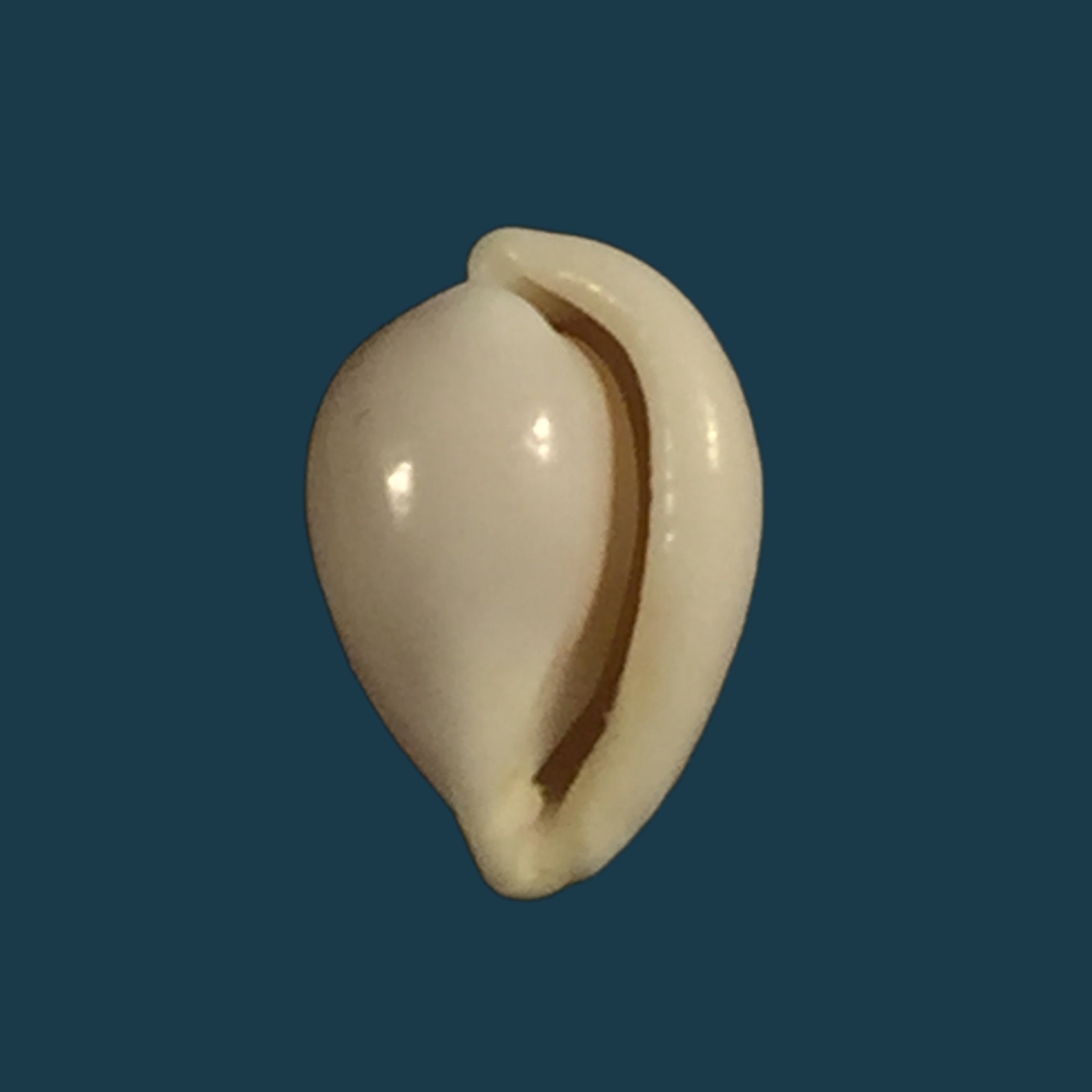Lavigeria nassa（伍德沃德，1859）