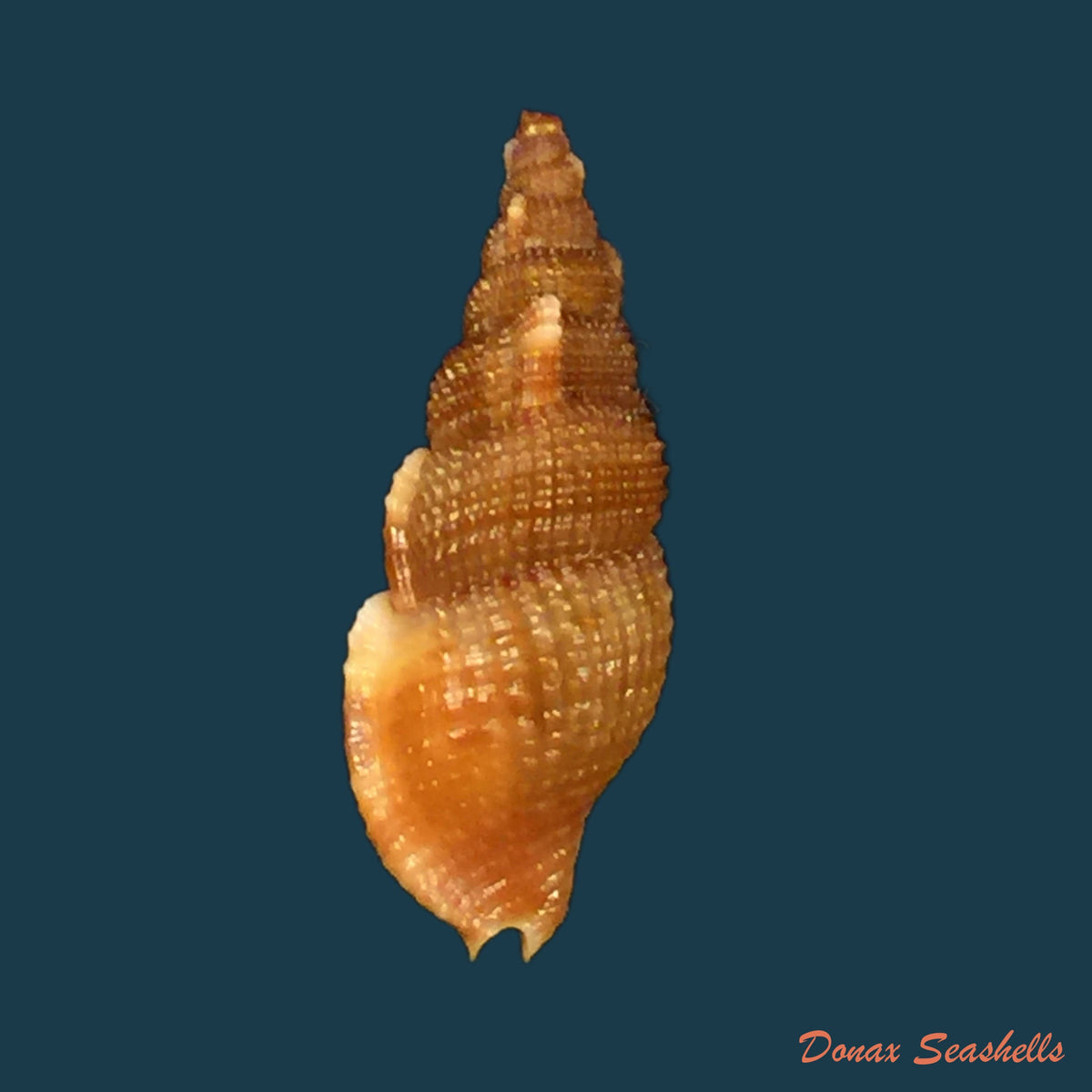 copia-de-adelomelon-riosi-clench-turner-1964-177mm