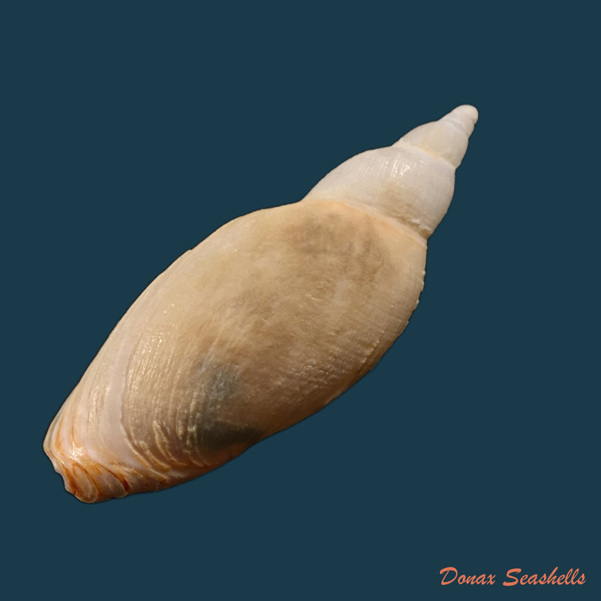 copia-de-adelomelon-riosi-clench-turner-1966