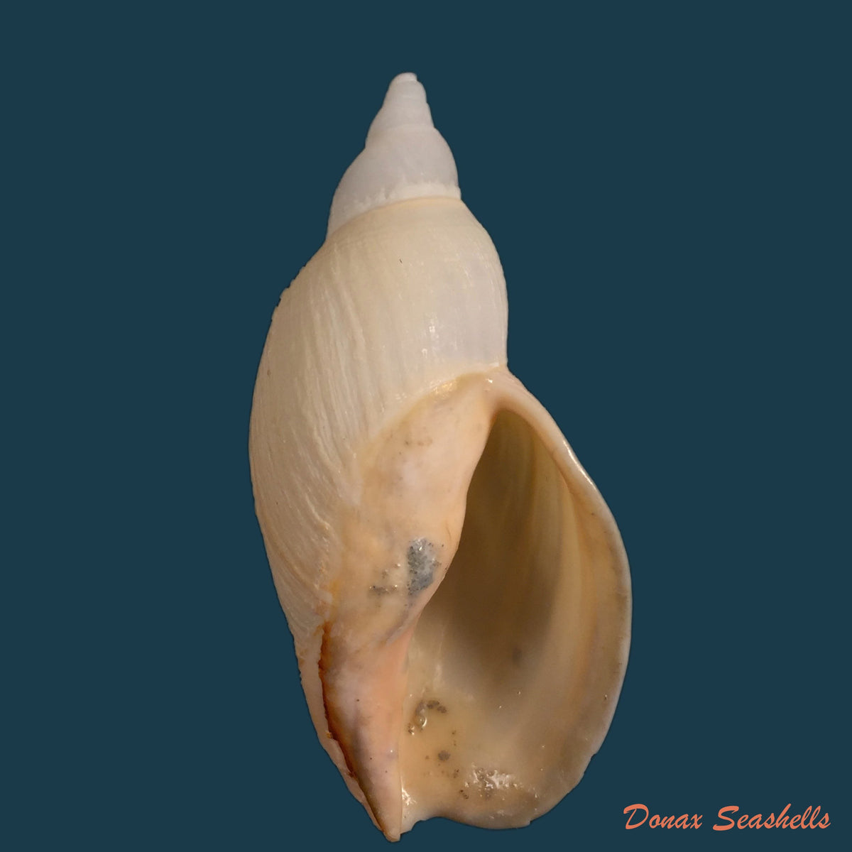 copia-de-adelomelon-riosi-clench-turner-1966