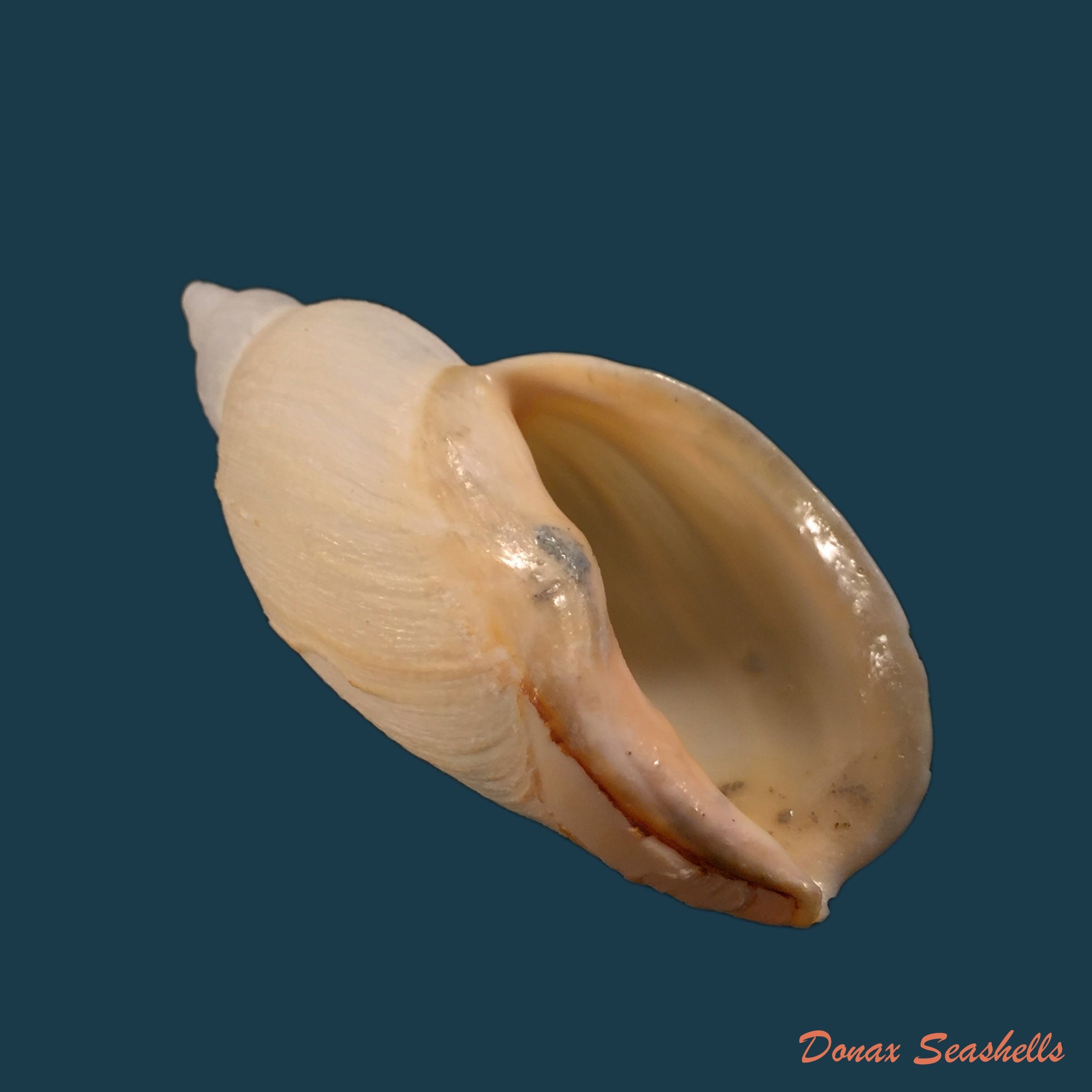 copia-de-adelomelon-riosi-clench-turner-1966