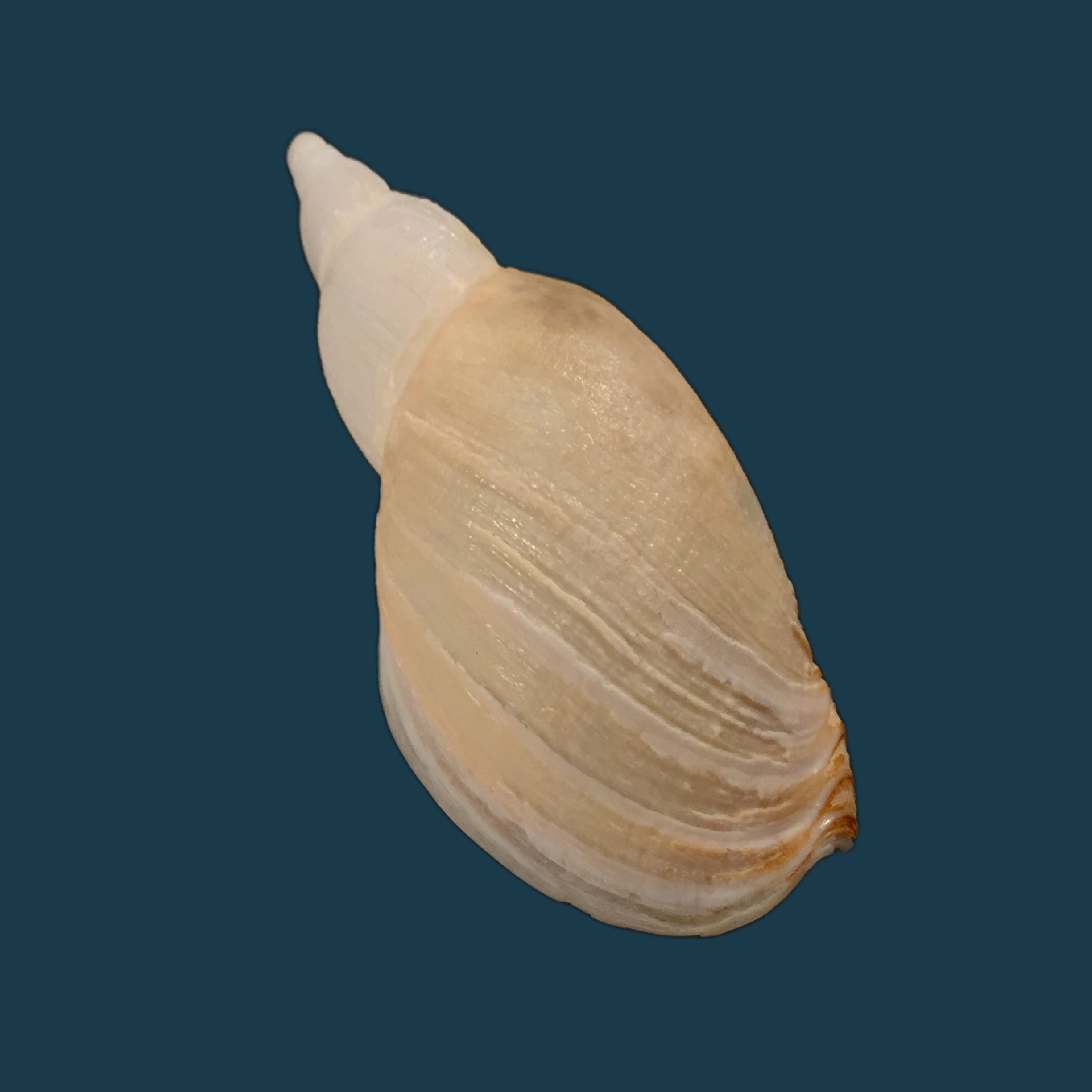 Odontocymbiola pescalia Clench &amp; Turner, 1964 - 76,3mm