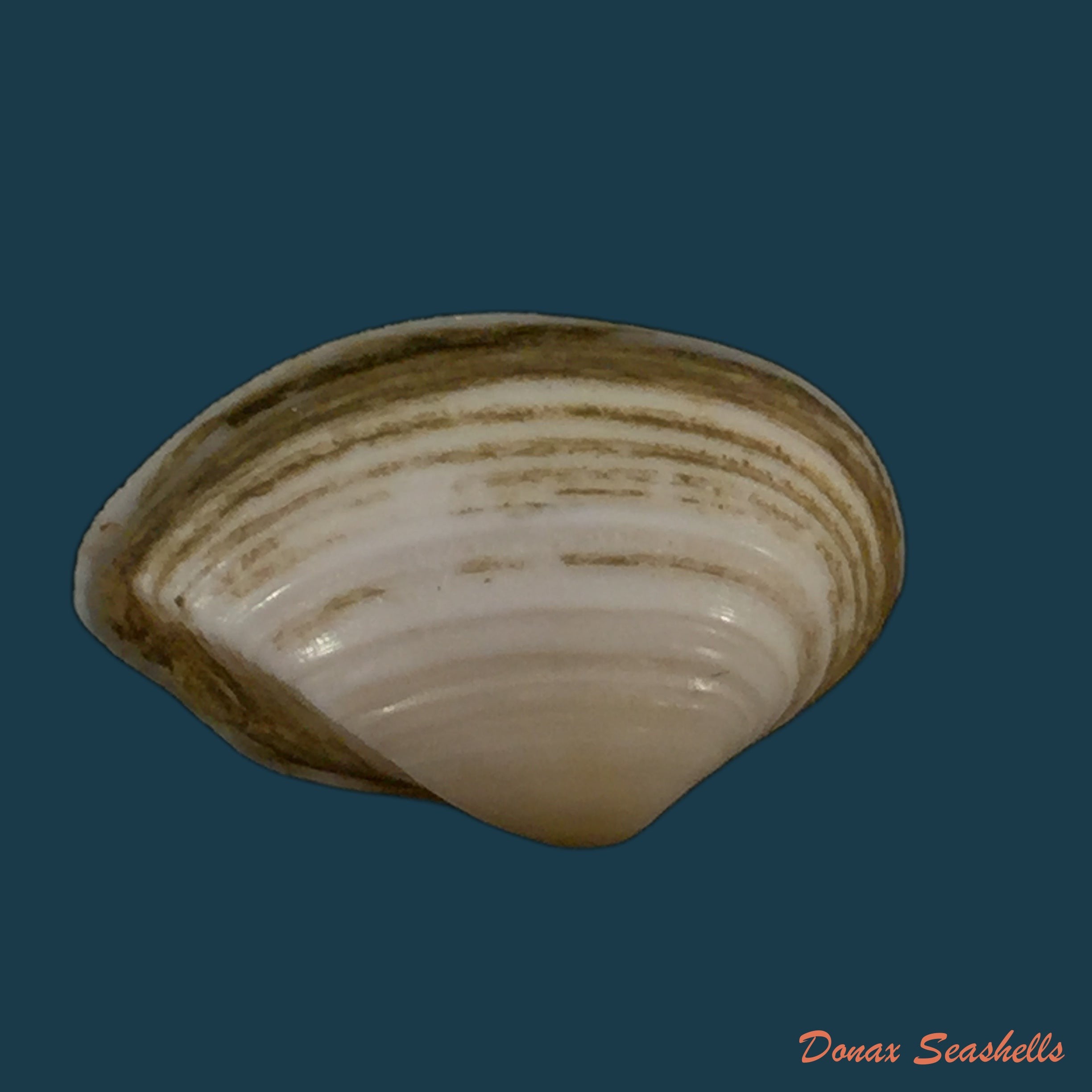 copia-de-aequipecten-commutatus-monterosato-1875