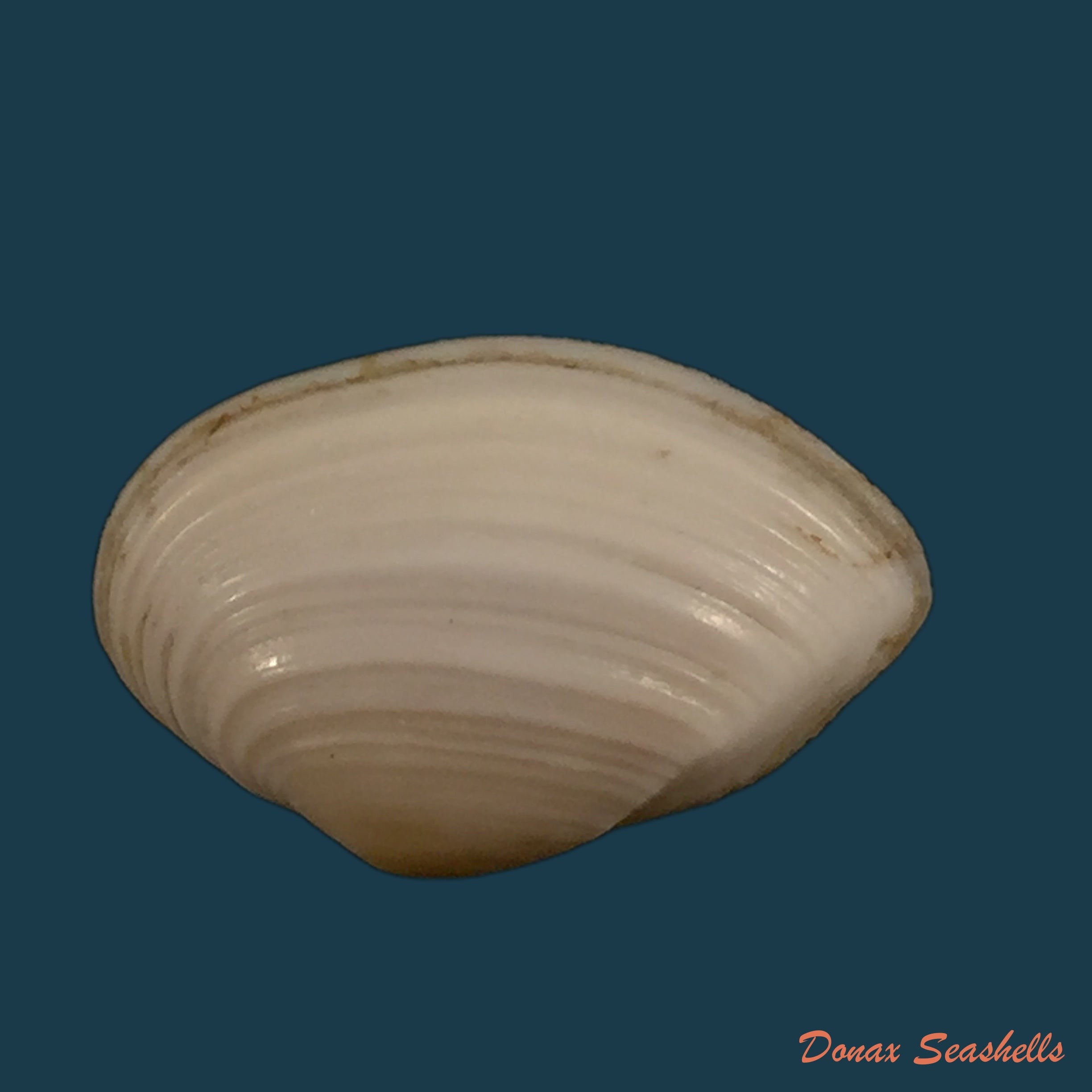 copia-de-aequipecten-commutatus-monterosato-1875