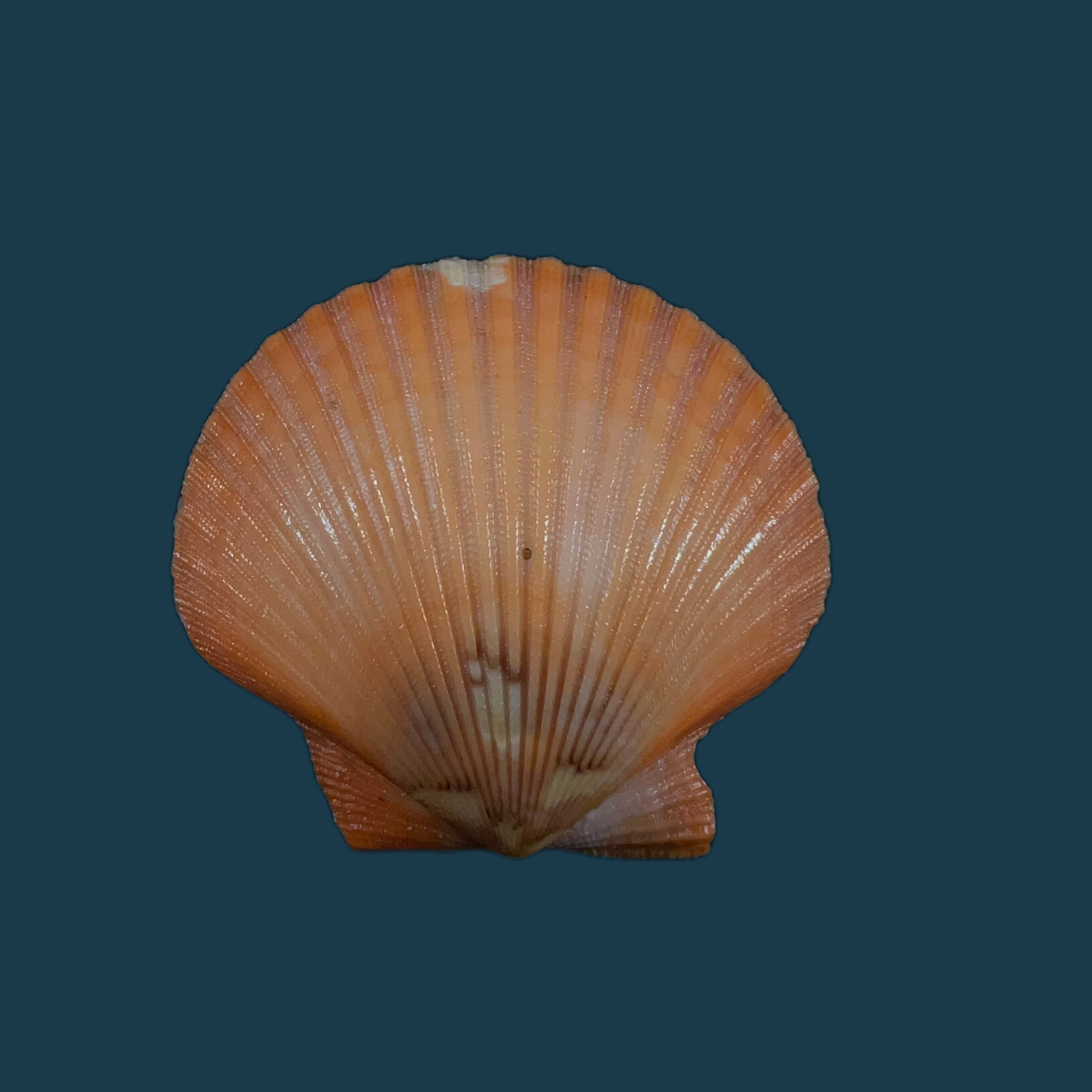 扇扇扇贝 (Gmelin, 1791) - 42,4mm