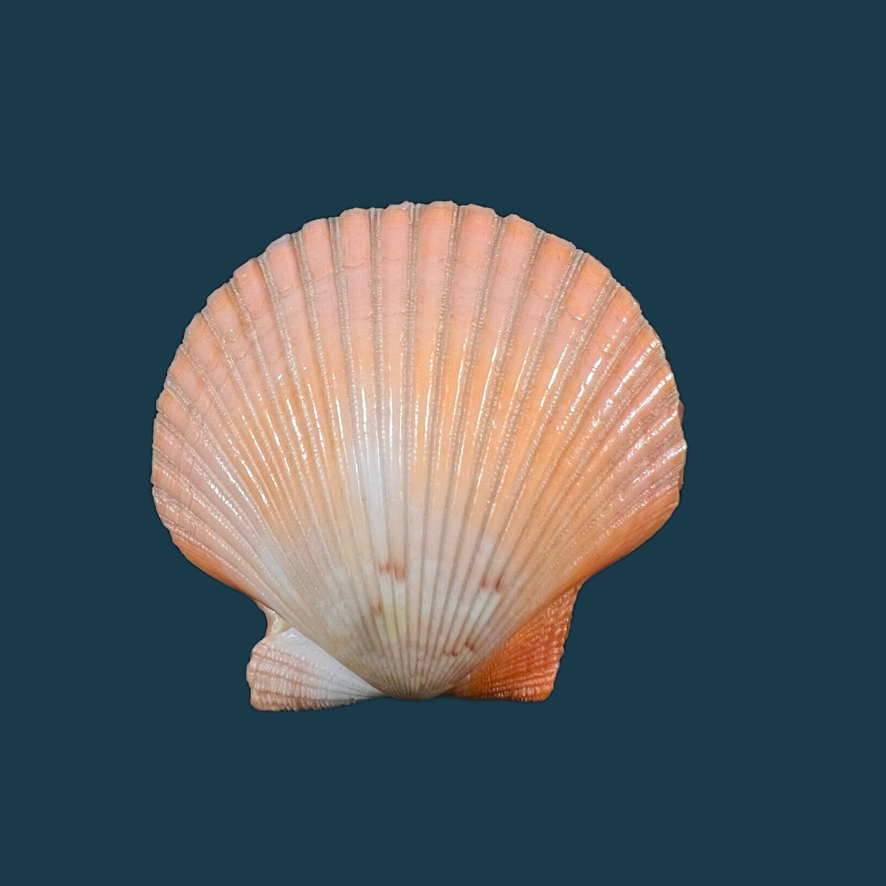 扇扇扇贝 (Gmelin, 1791) - 42,4mm