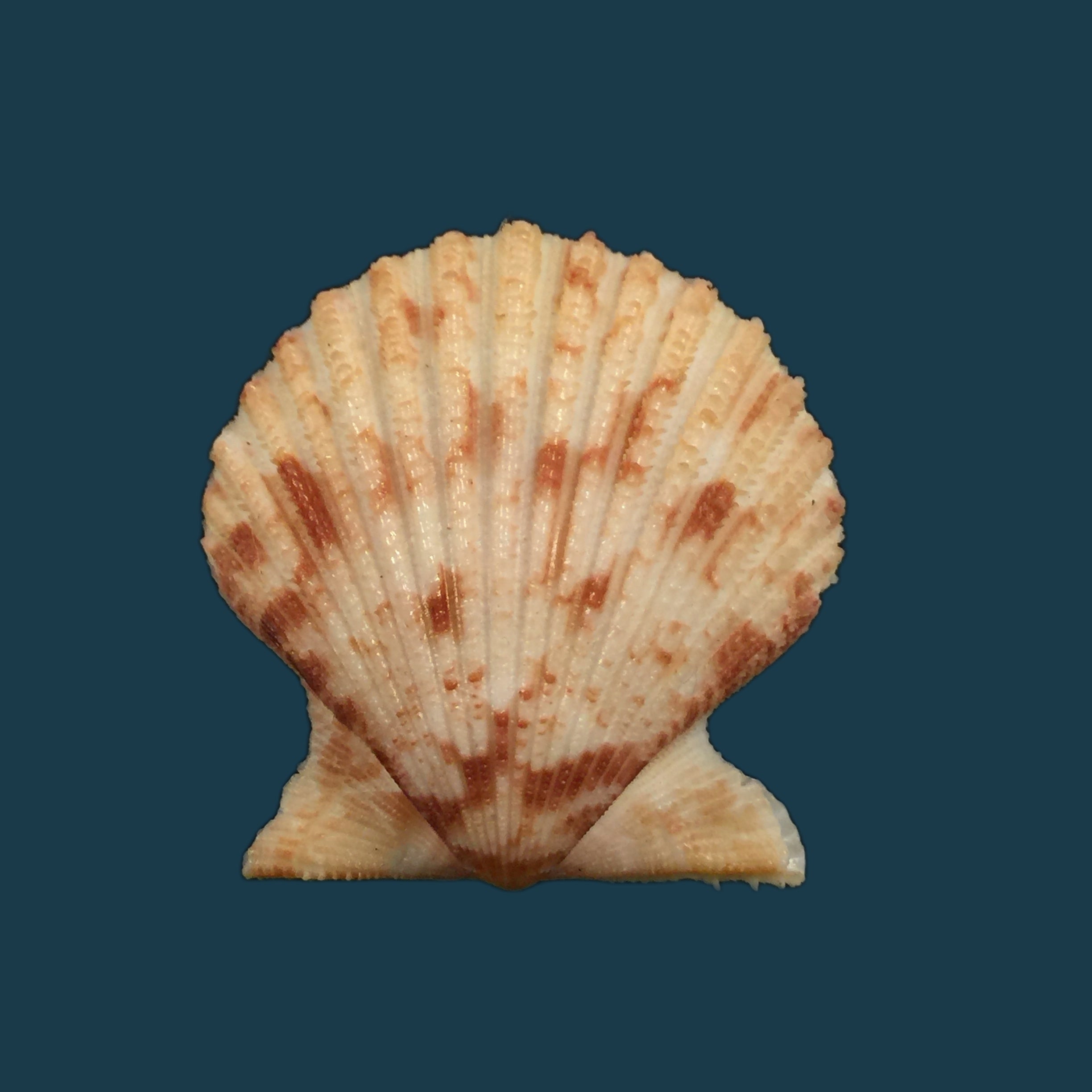 Aequipecten tehuelchus (d'Orbigny, 1842) - 35 毫米