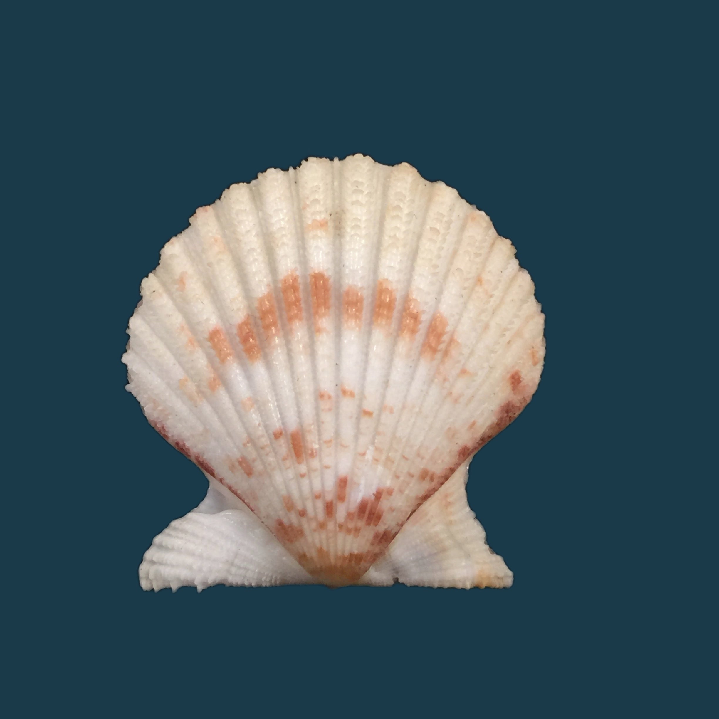 Aequipecten tehuelchus (d'Orbigny, 1842) - 35 毫米