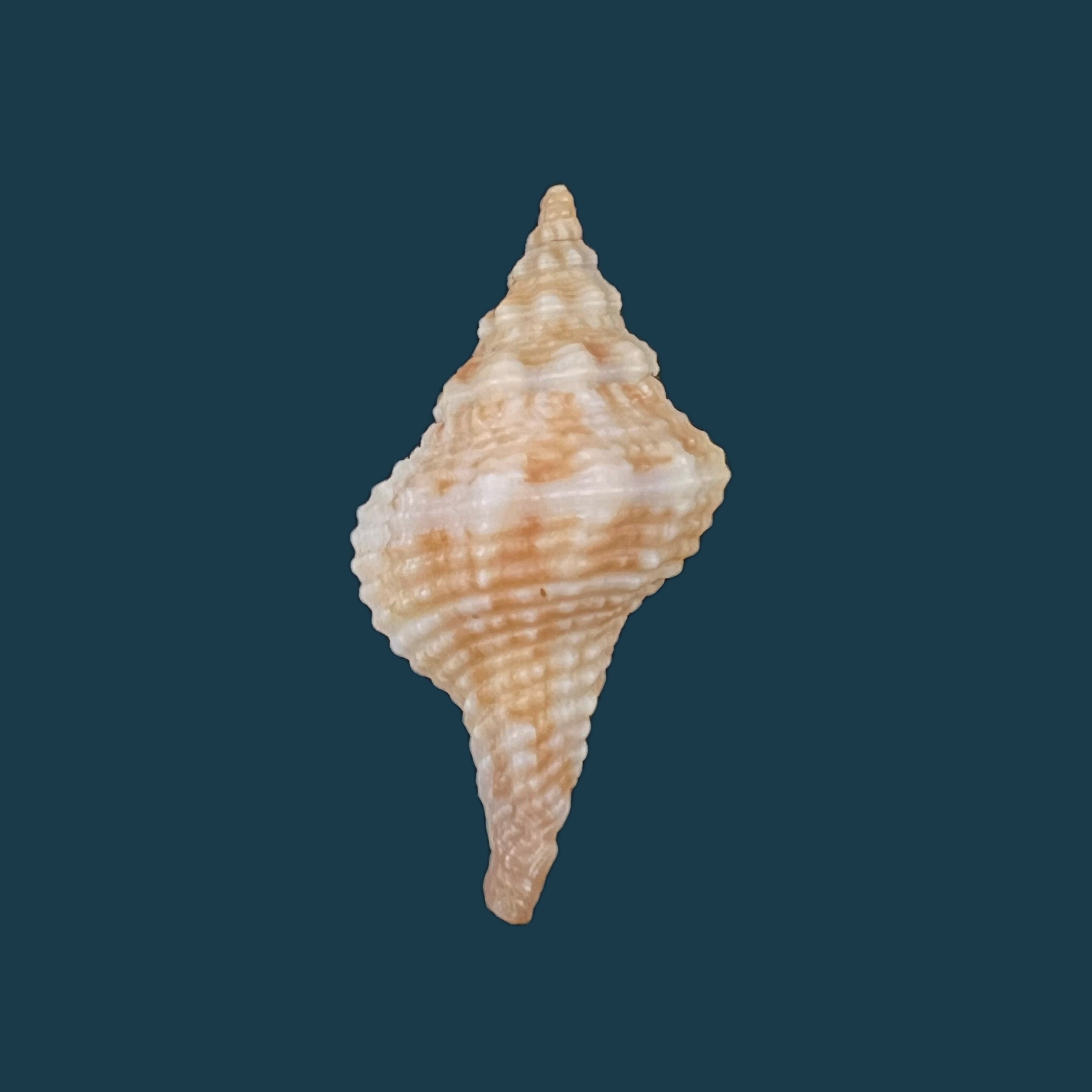 Afer afer (Gmelin, 1791) - 31,5mm
