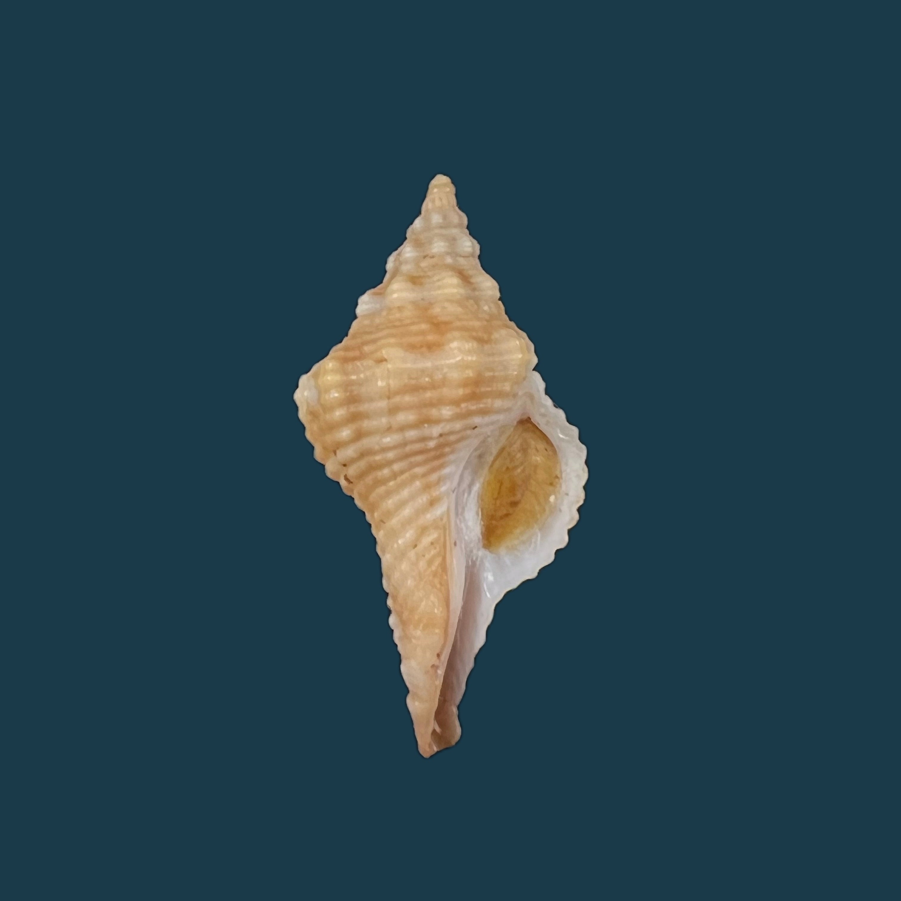 Afer afer (Gmelin, 1791) - 31,5mm