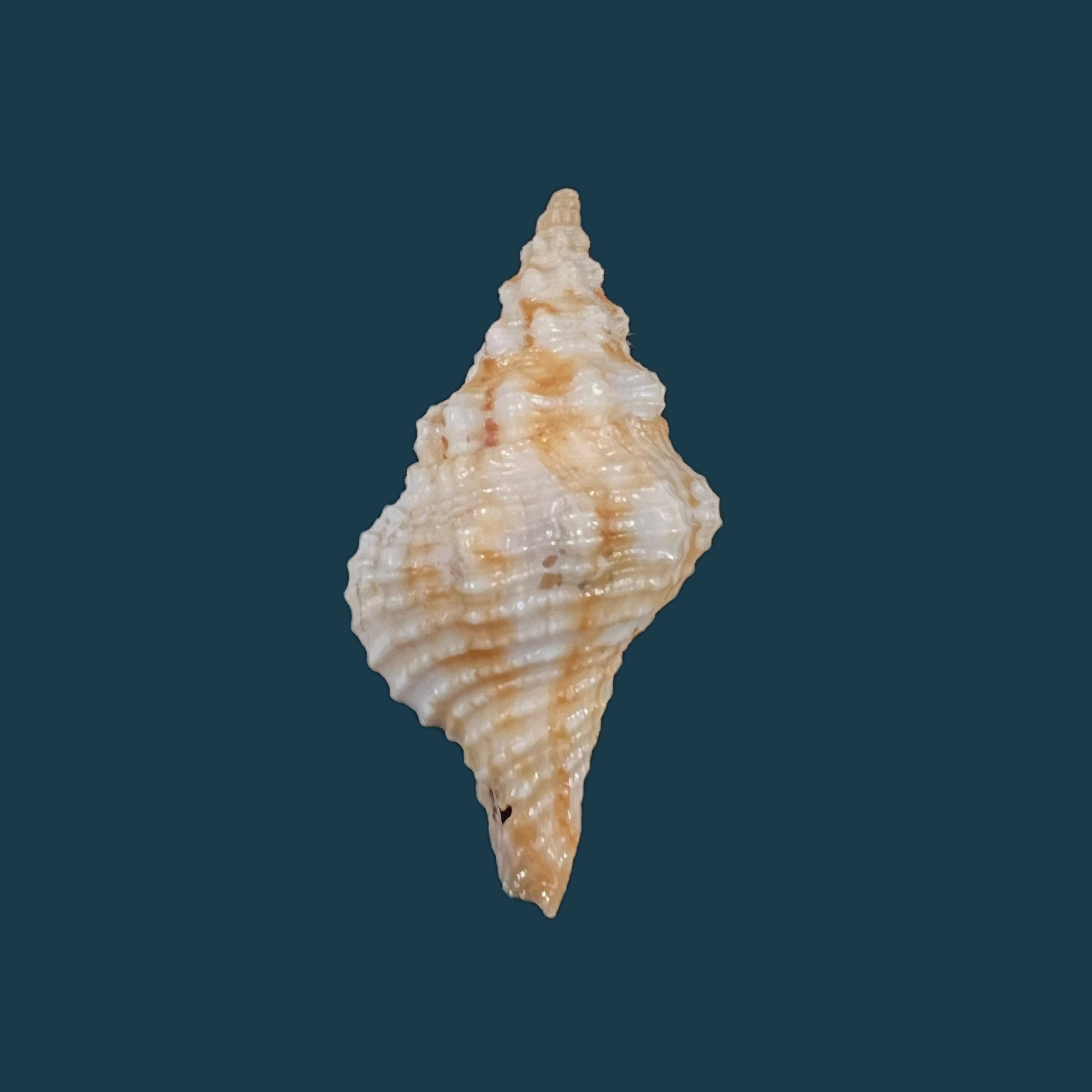 Afer afer (Gmelin, 1791) - 32,7mm