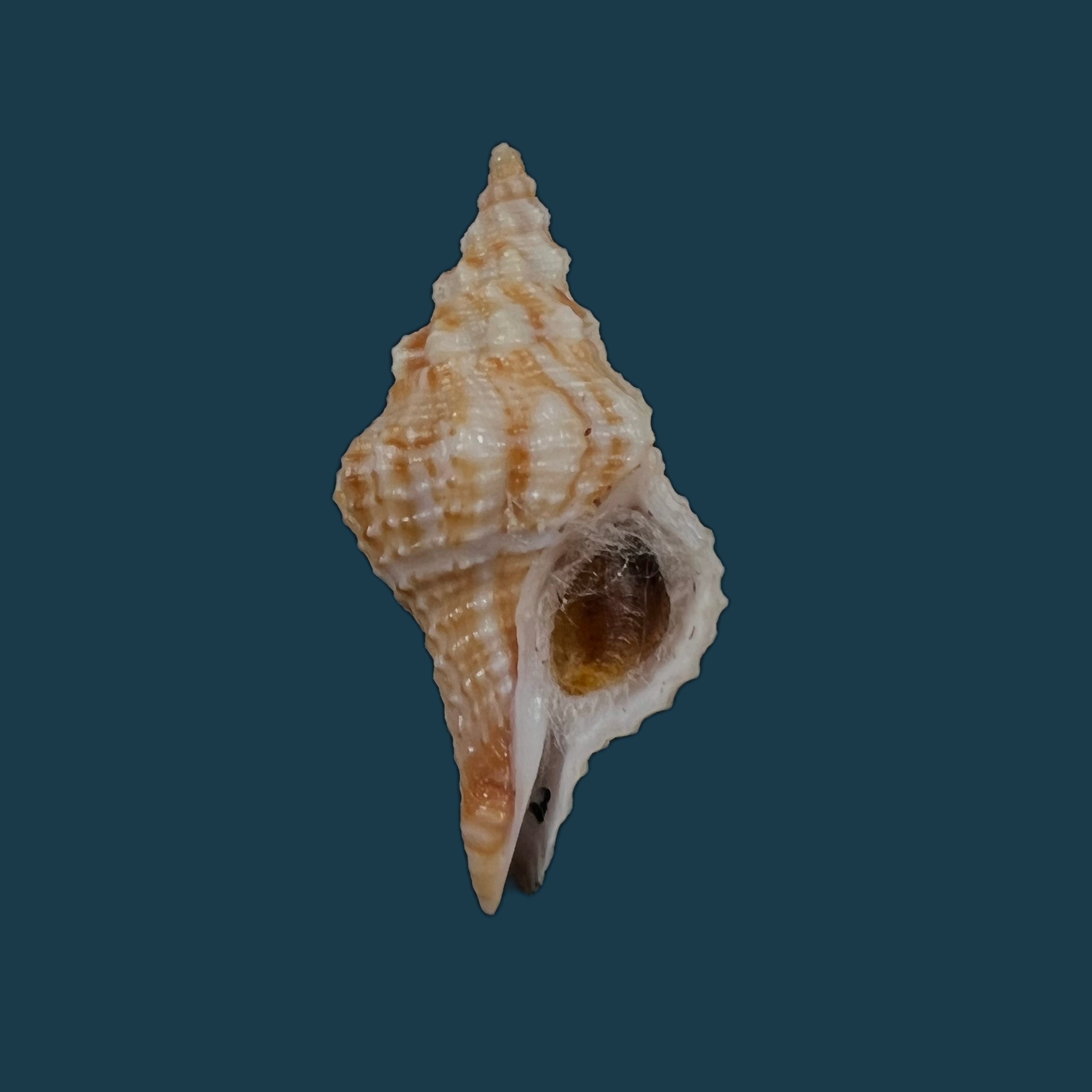 Afer afer (Gmelin, 1791) - 32,7mm