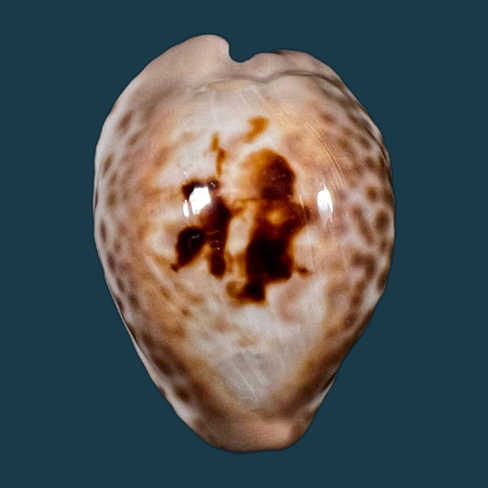 copia-de-afrozoila-teulerei-cazenavette-1846-45mm