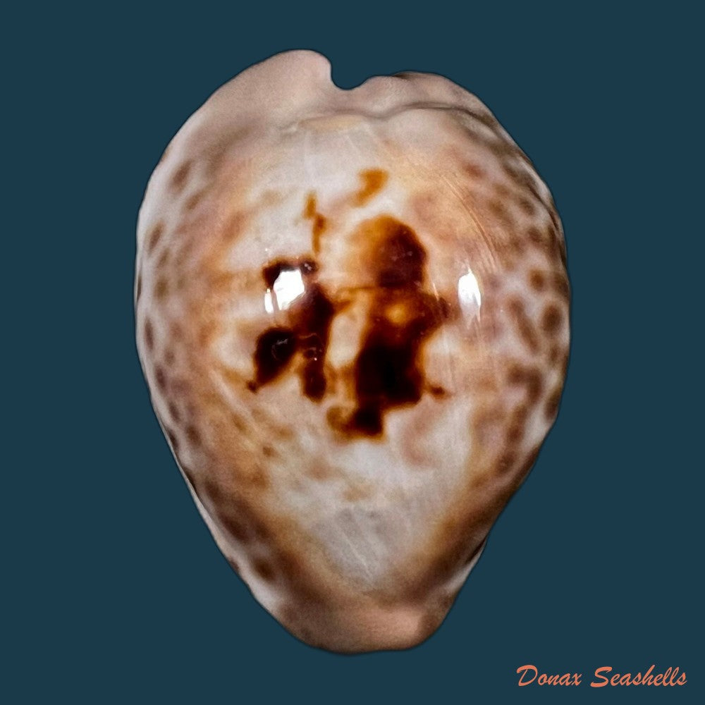 copia-de-afrozoila-teulerei-cazenavette-1846-45mm