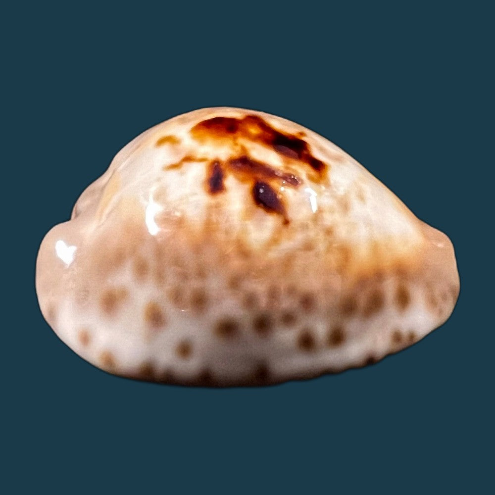 copia-de-afrozoila-teulerei-cazenavette-1846-45mm