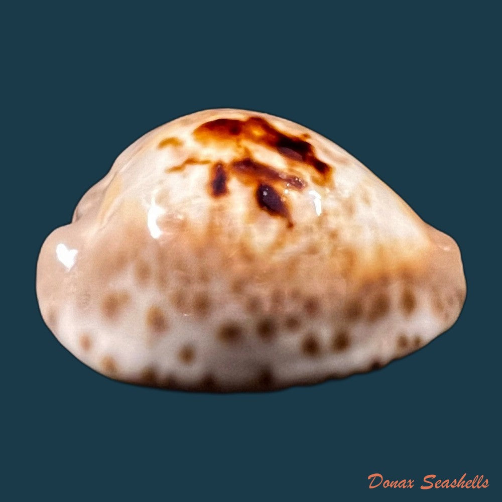 copia-de-afrozoila-teulerei-cazenavette-1846-45mm