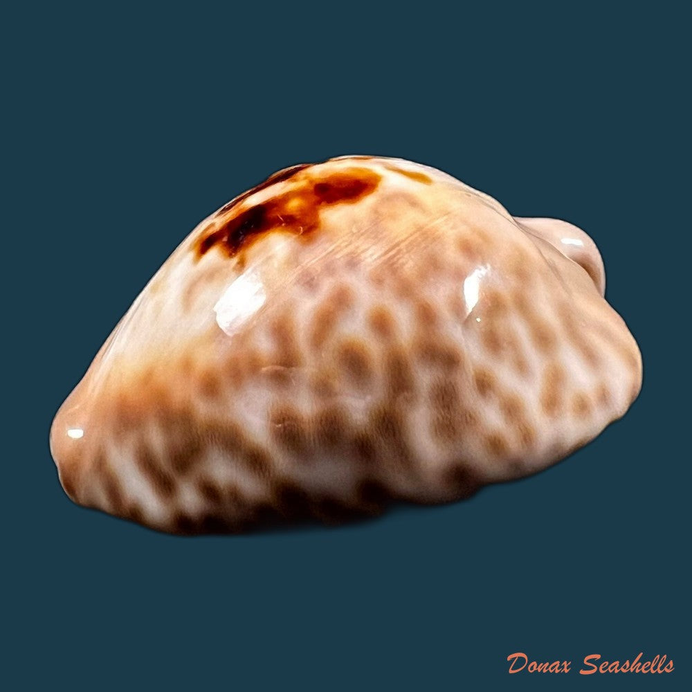 copia-de-afrozoila-teulerei-cazenavette-1846-45mm