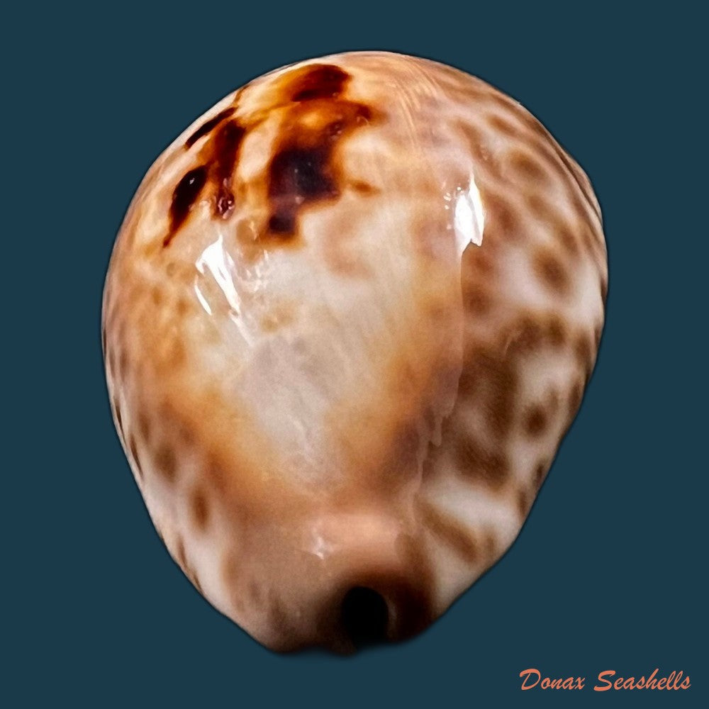 copia-de-afrozoila-teulerei-cazenavette-1846-45mm
