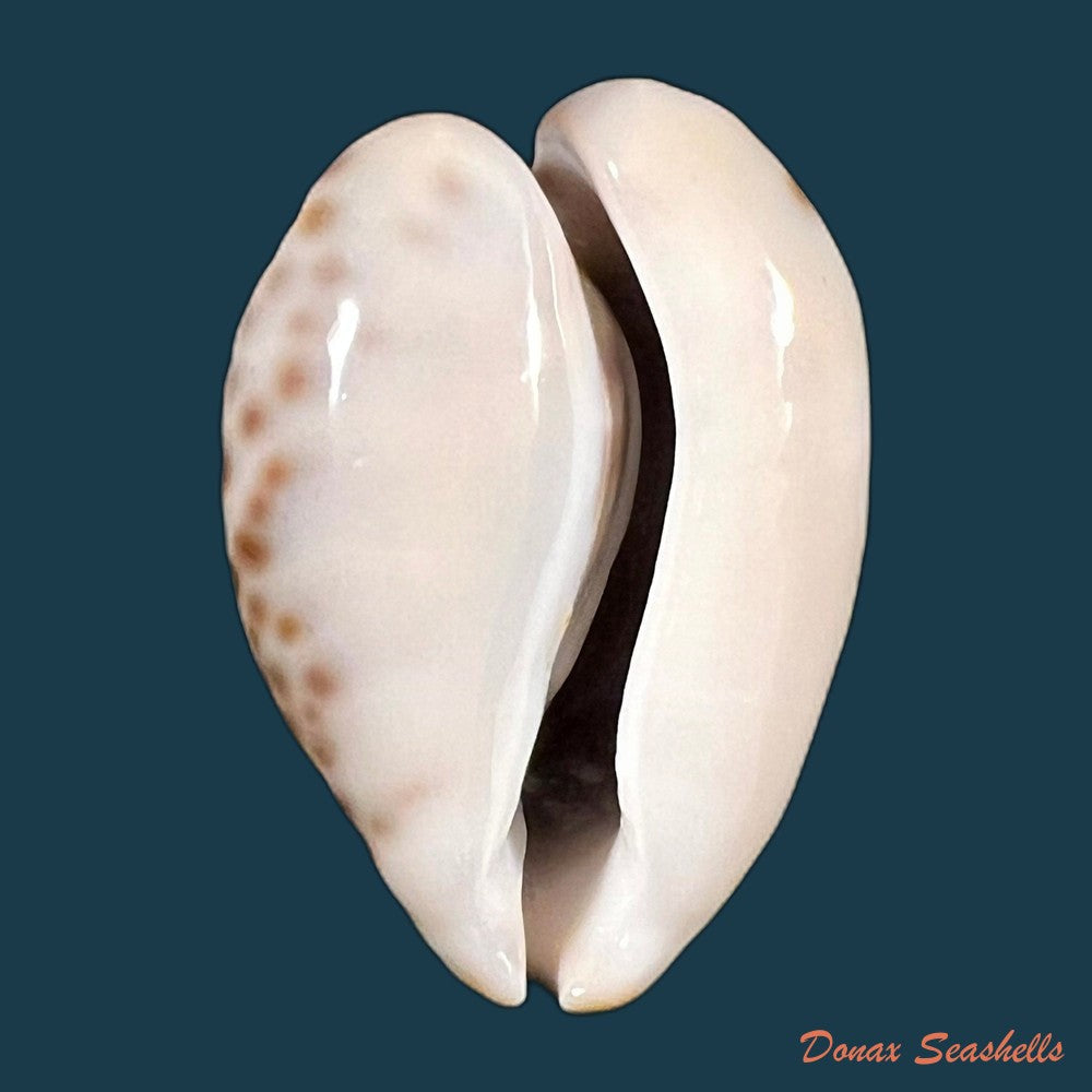 copia-de-afrozoila-teulerei-cazenavette-1846-45mm