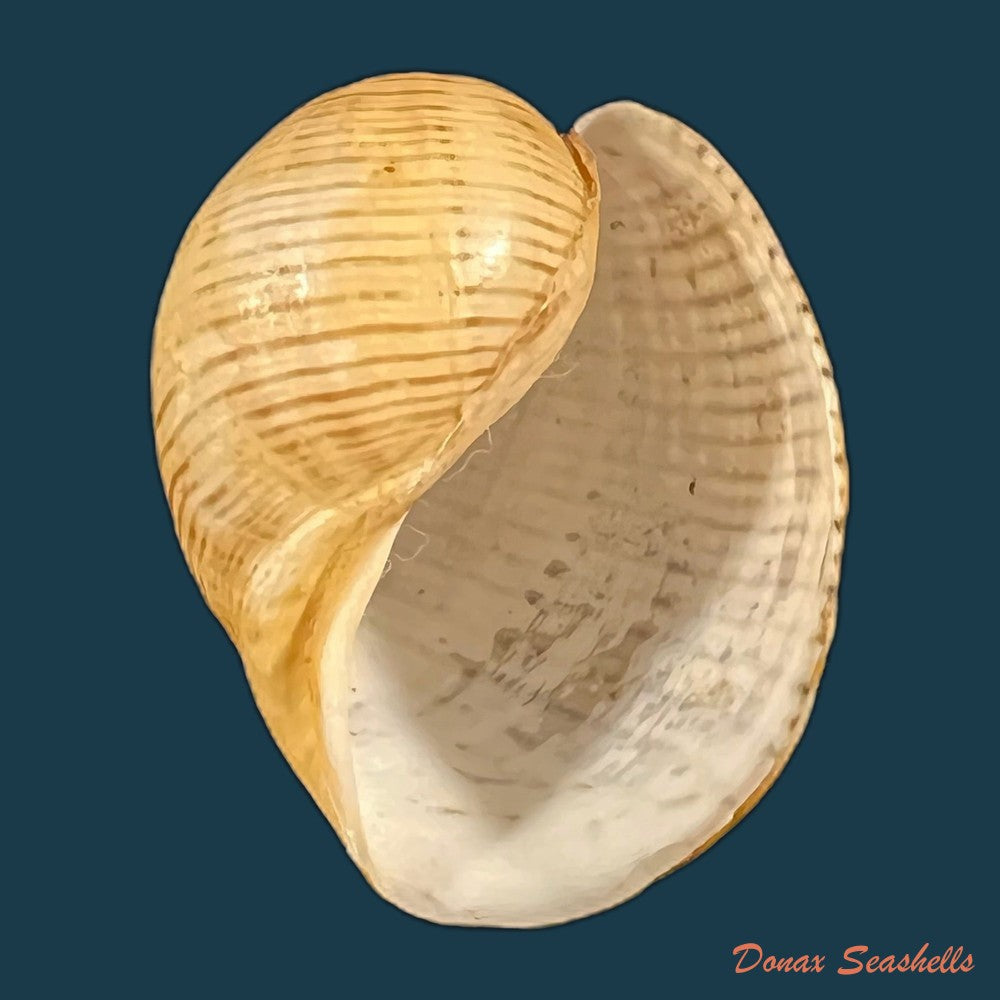 copia-de-agaronia-travassosi-morretes-1938-64-2mm-1
