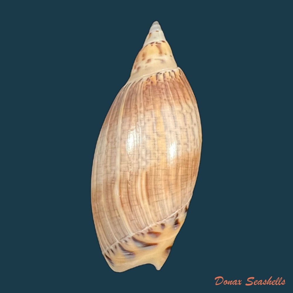 copia-de-agaronia-travassosi-morretes-1938-69-2mm