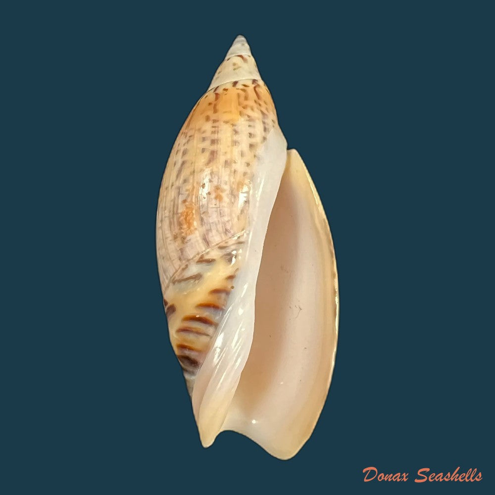 copia-de-agaronia-travassosi-morretes-1938-69-2mm