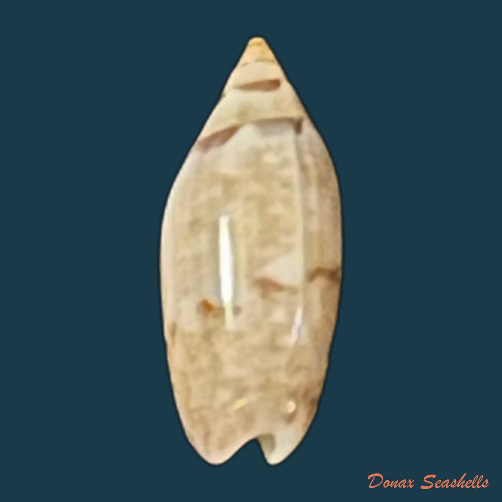copia-de-agaronia-travassosi-morretes-1938-69-3mm