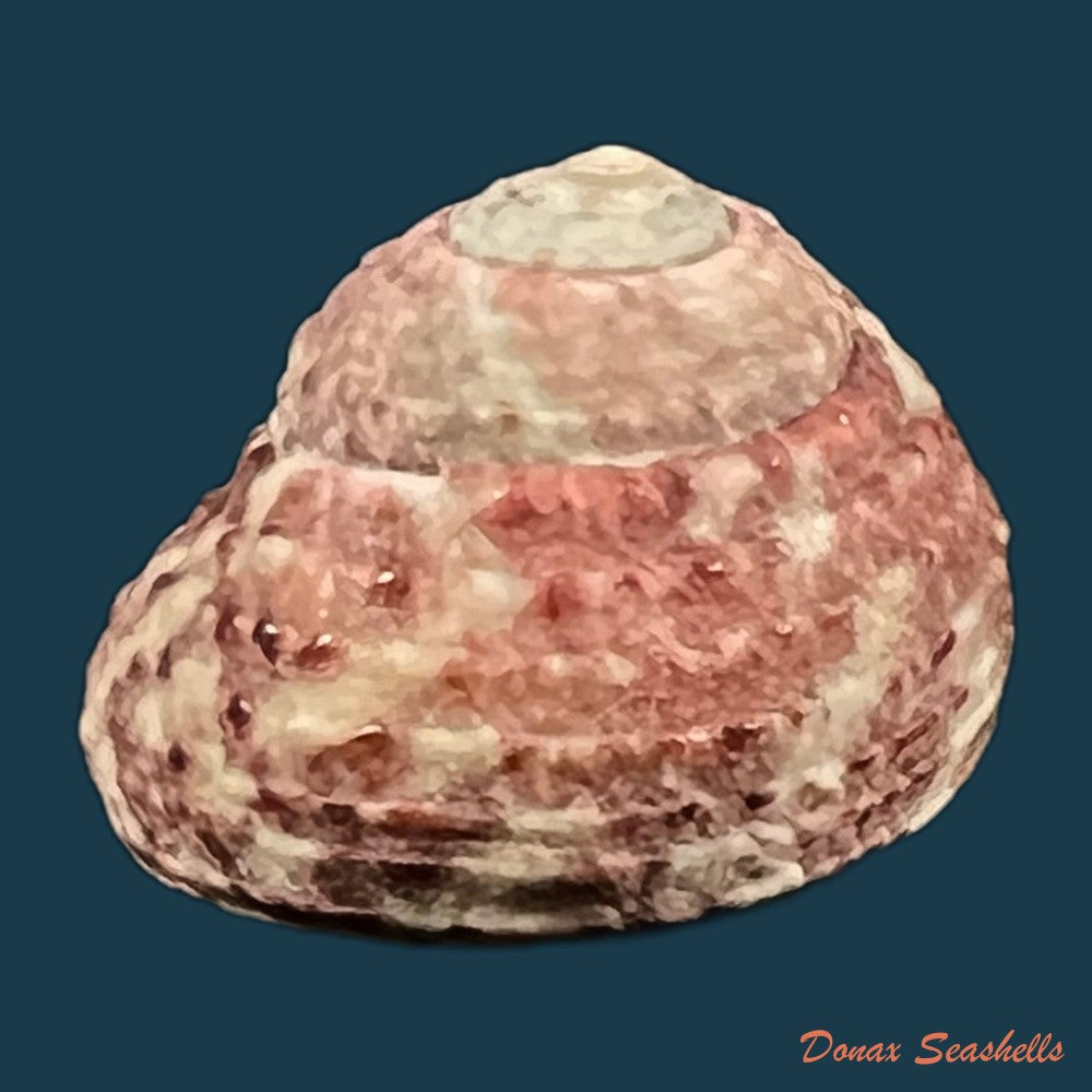 copia-de-agathistoma-viridulum-gmelin-1791-15-1mm