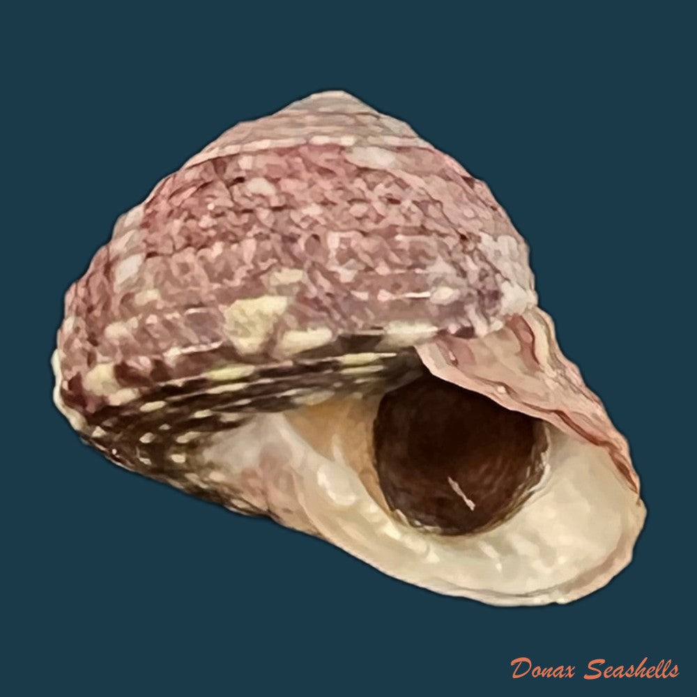 copia-de-agathistoma-viridulum-gmelin-1791-15-1mm