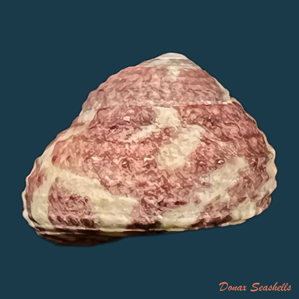copia-de-agathistoma-viridulum-gmelin-1791-16-3mm