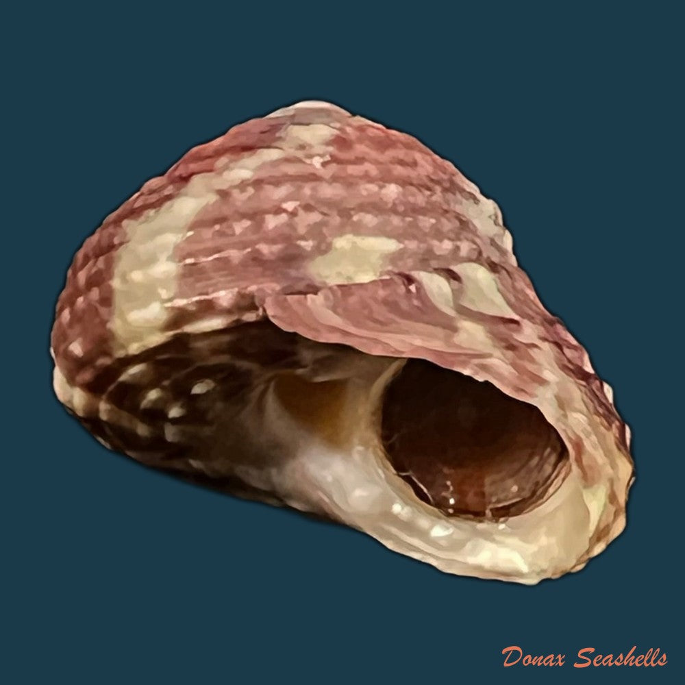 copia-de-agathistoma-viridulum-gmelin-1791-16-3mm
