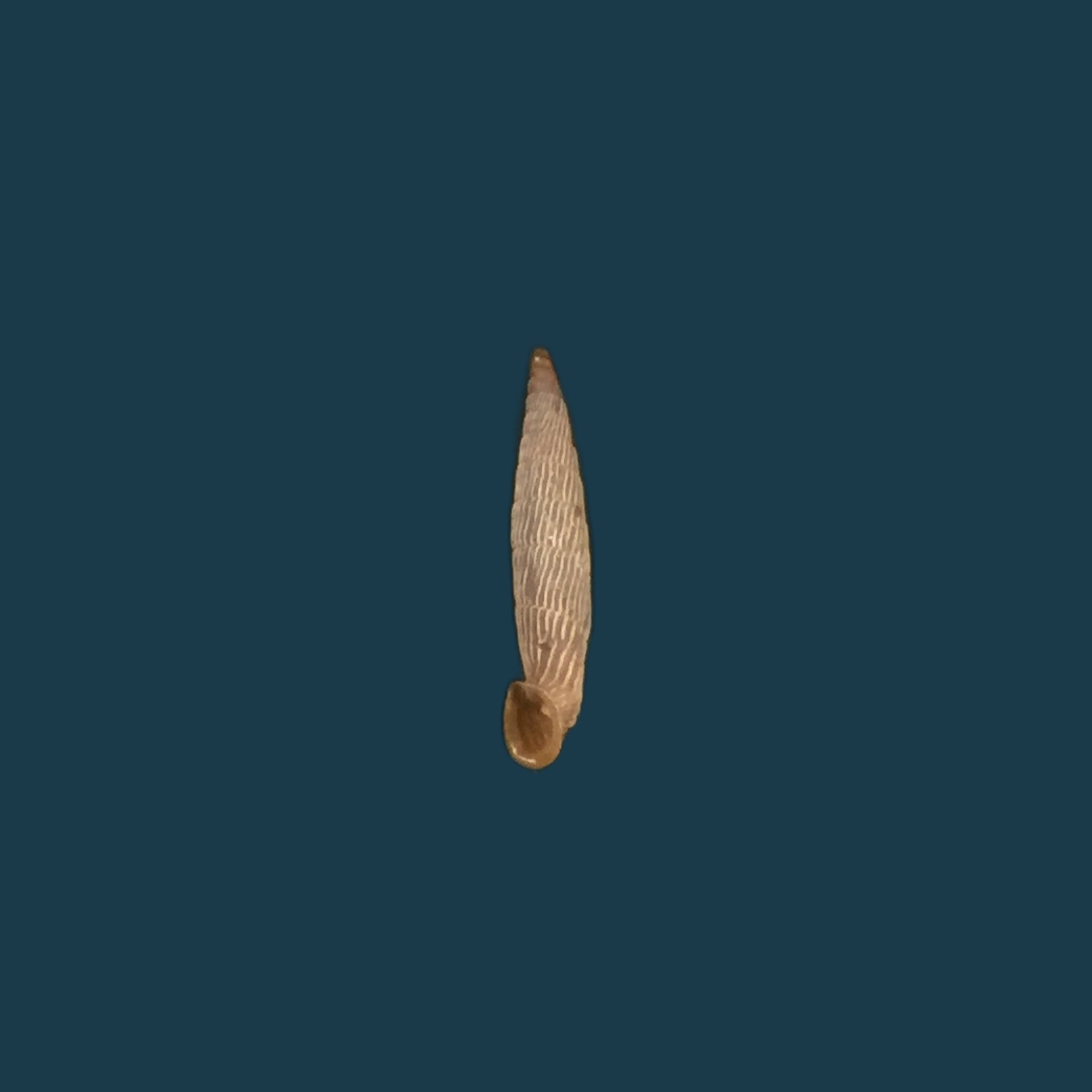 Agathylla exaratamostarensis Brancsik, 1889 - 18mm