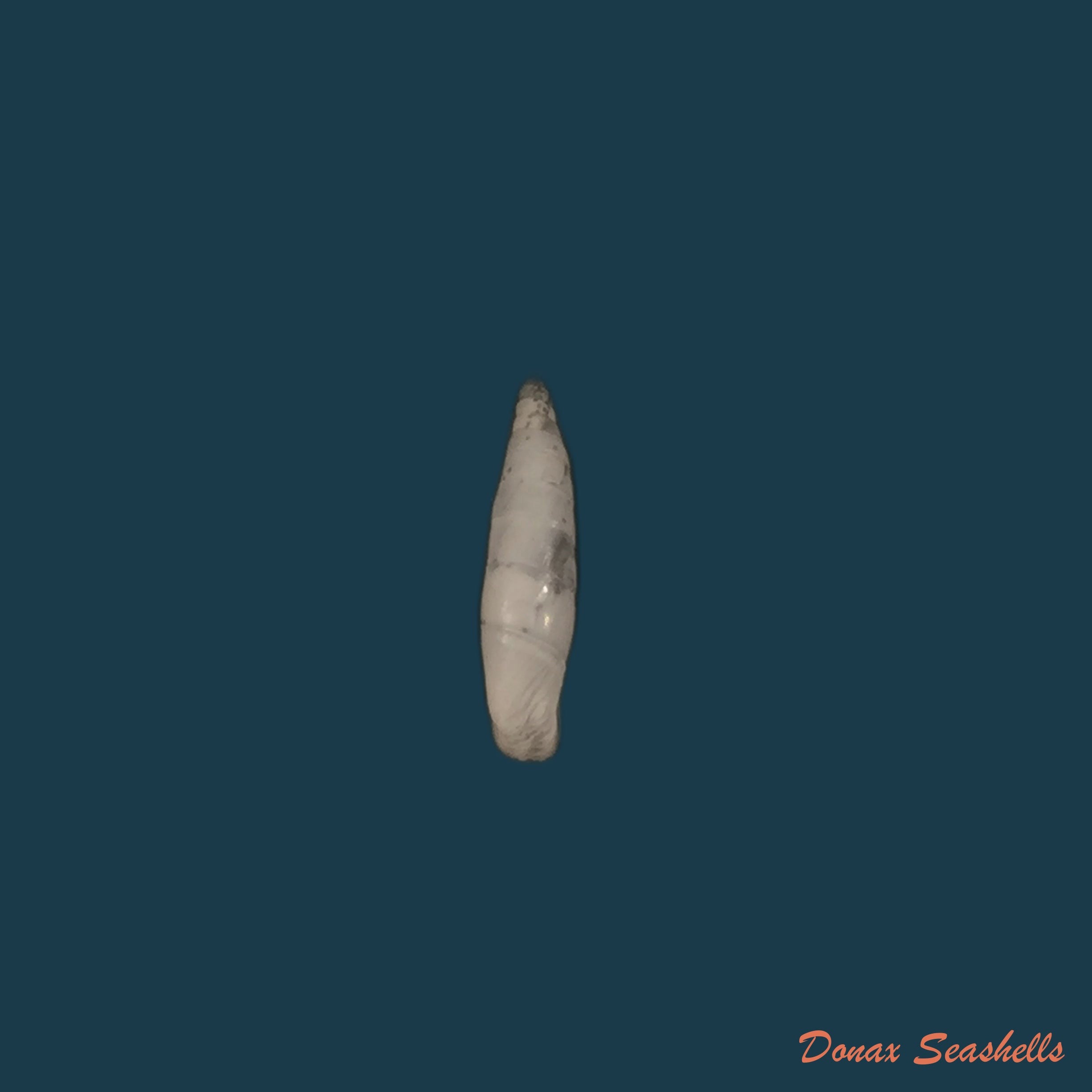 copia-de-agathylla-exarata-mostarensis-brancsi-1889-18mm