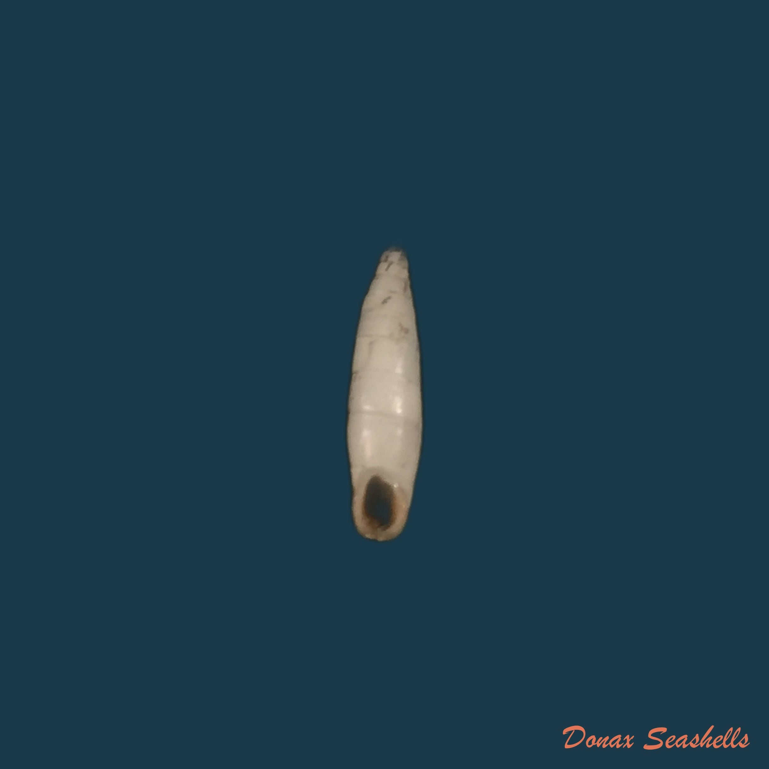 copia-de-agathylla-exarata-mostarensis-brancsi-1889-18mm