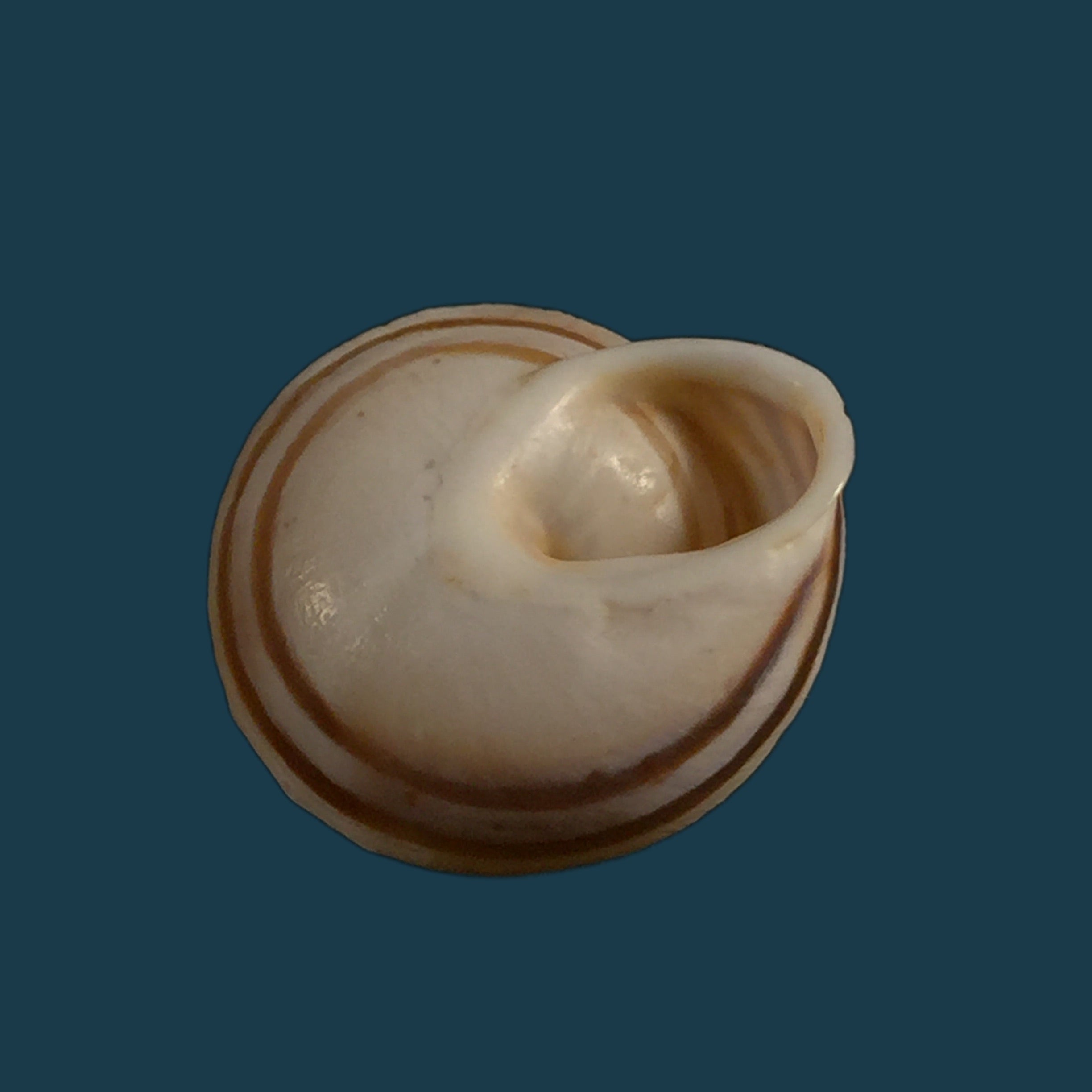 Alabastrina carminis T. Cossignani &amp; J. Ahuir, 2012 - 19,7mm