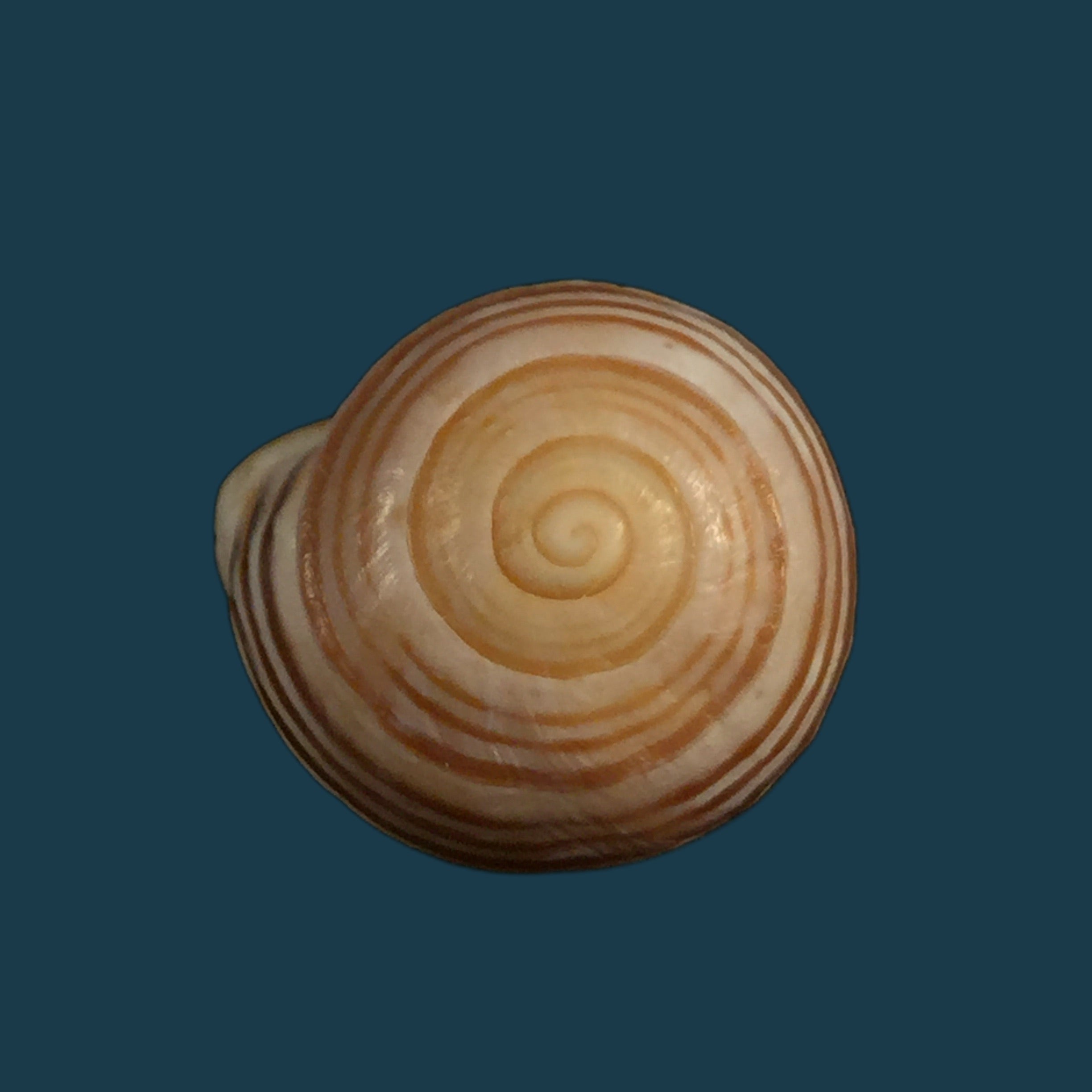 Alabastrina carminis T. Cossignani &amp; J. Ahuir, 2012 - 19,7mm