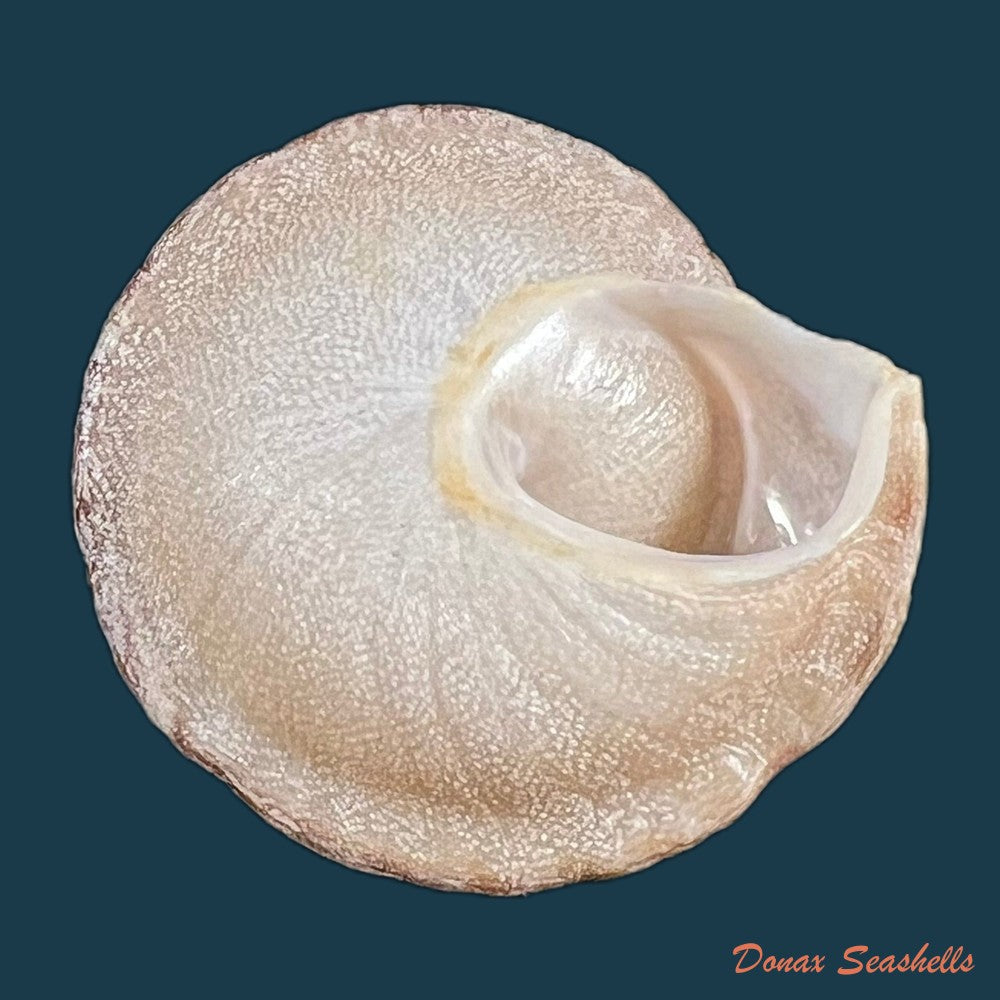 copia-de-alabastrina-homadensis-j-ahuir-2018-26-3mm