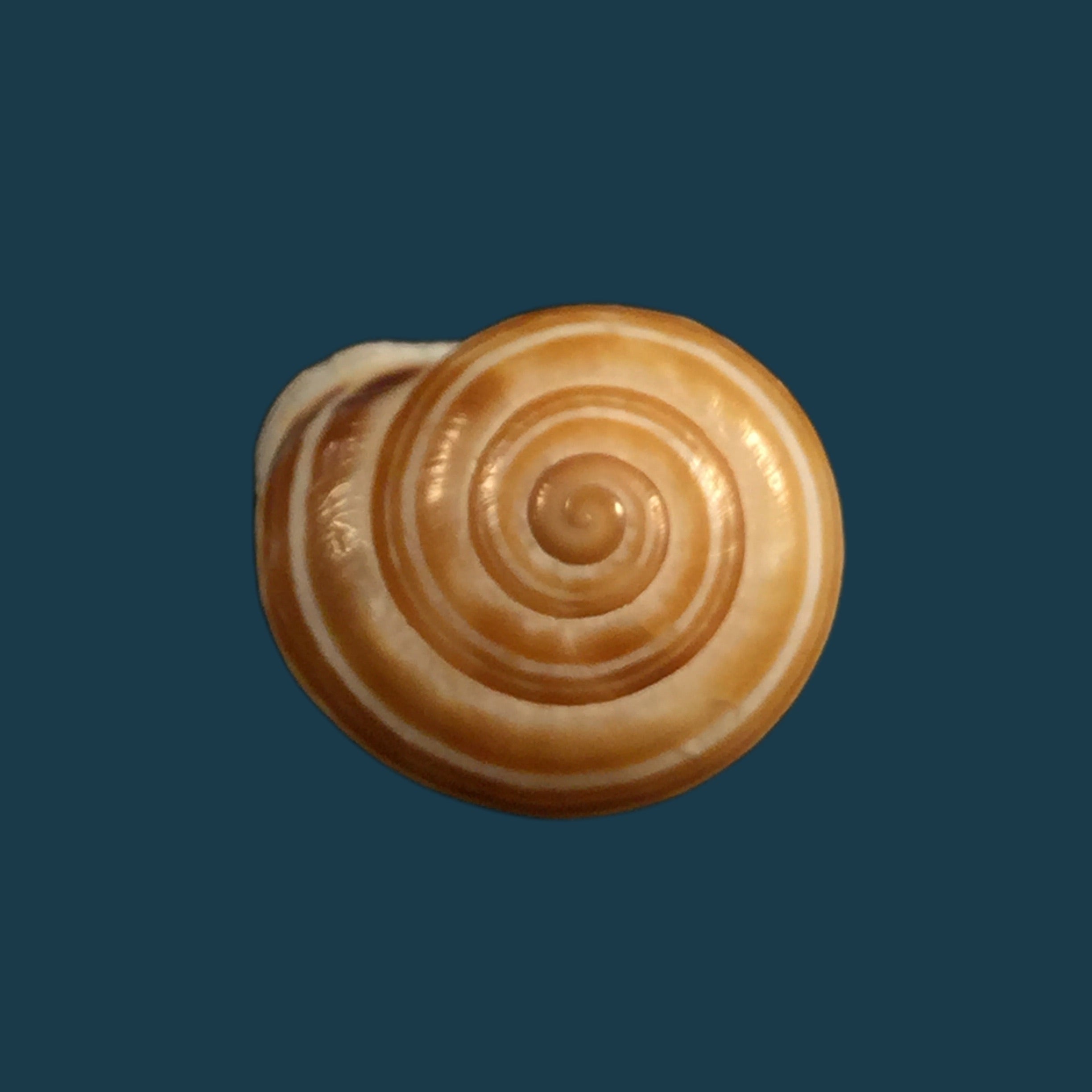 Alabastrina rufa (Pallary, 1926) - 18,9mm