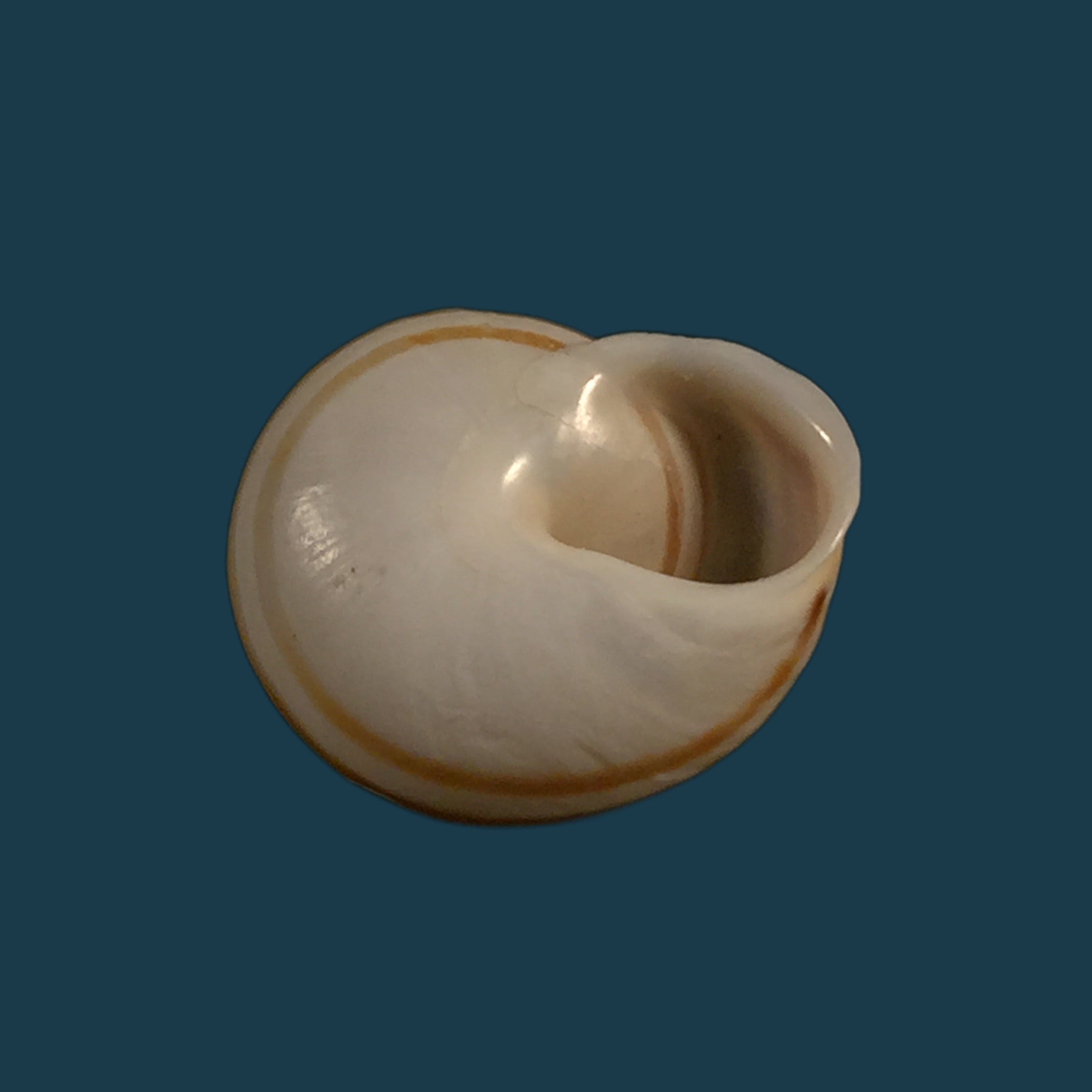 Alabastrina rufa (Pallary, 1926) - 18,9mm
