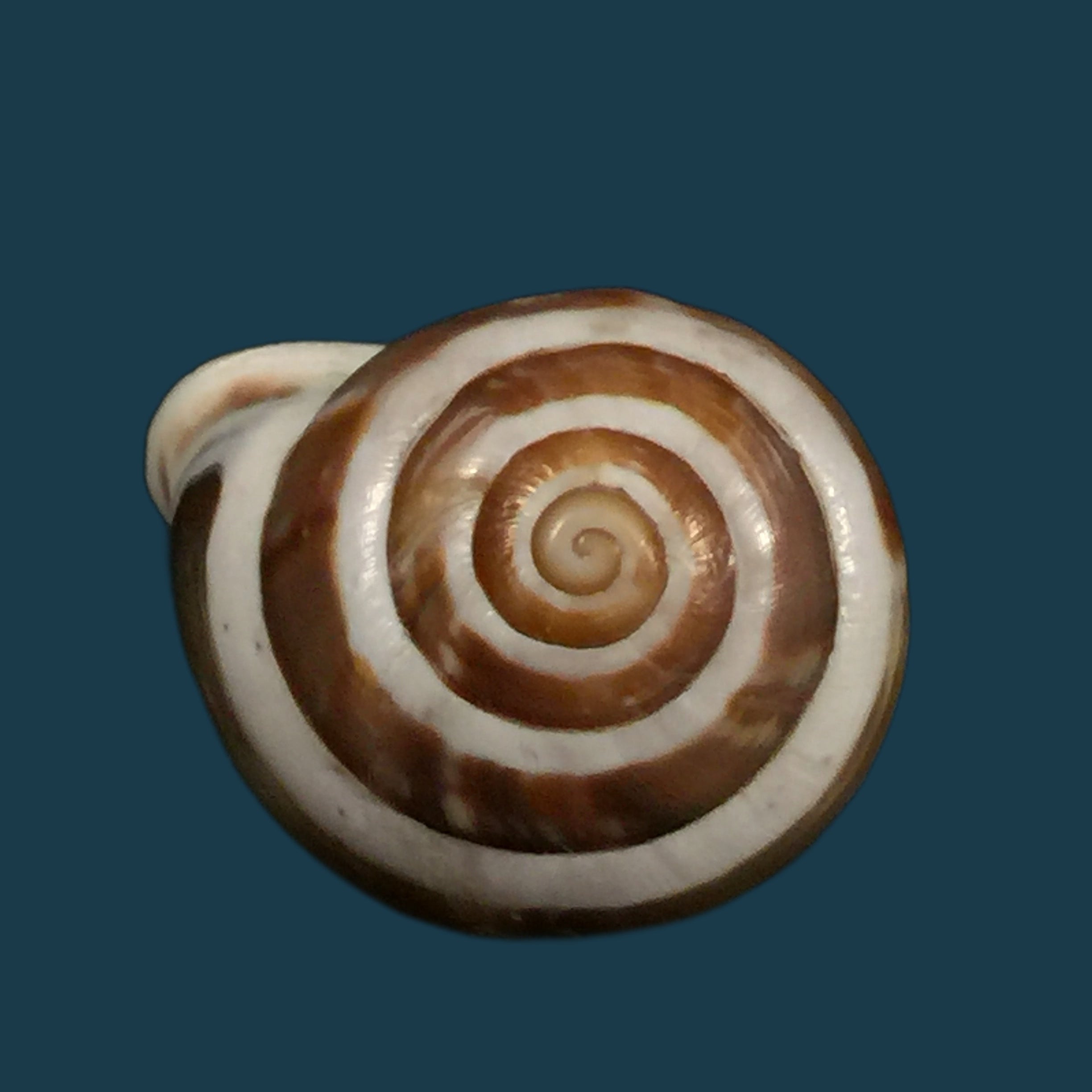 Alabastrina subvanvincquiae (Pallary, 1904) - 21,8毫米