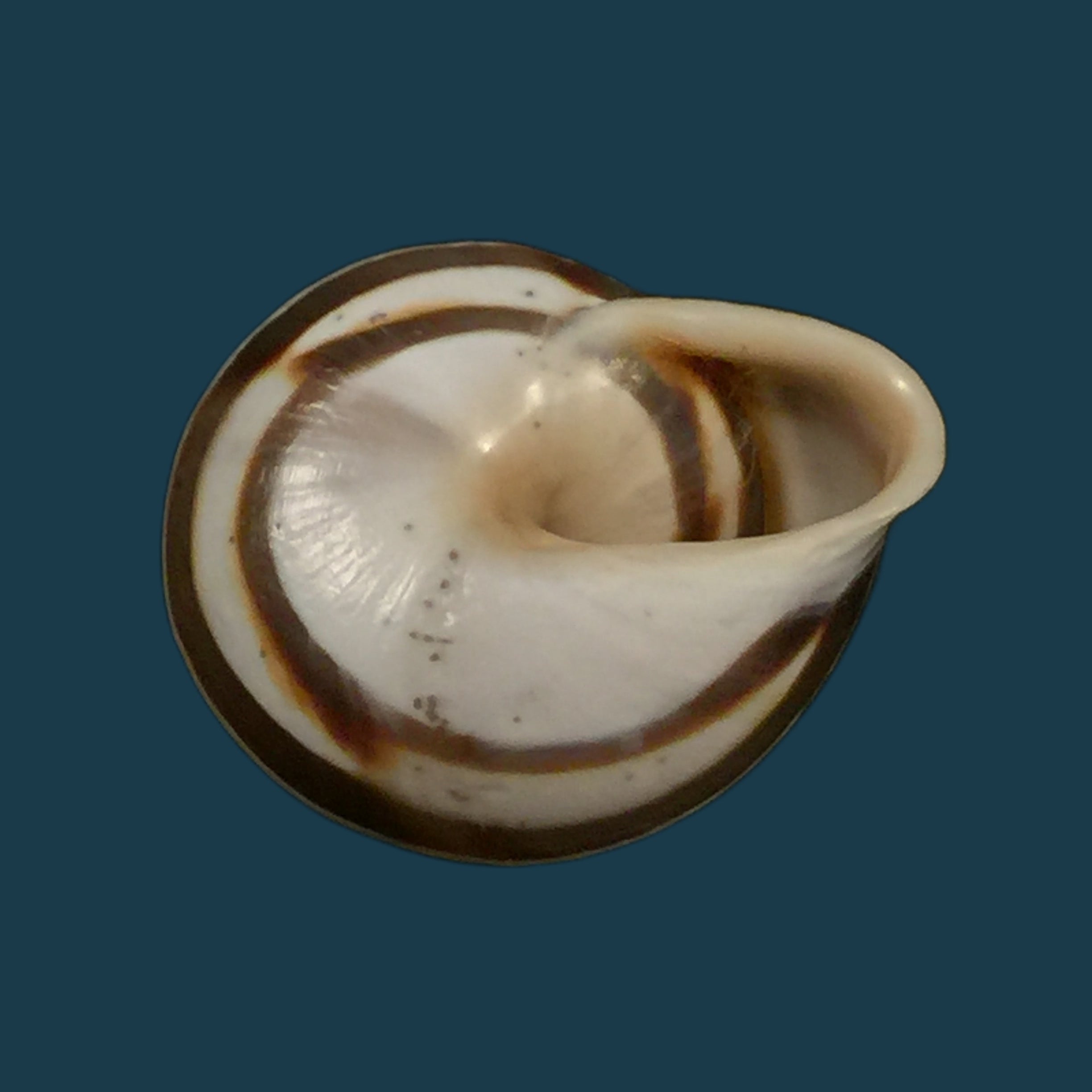 Alabastrina subvanvincquiae (Pallary, 1904) - 21,8毫米