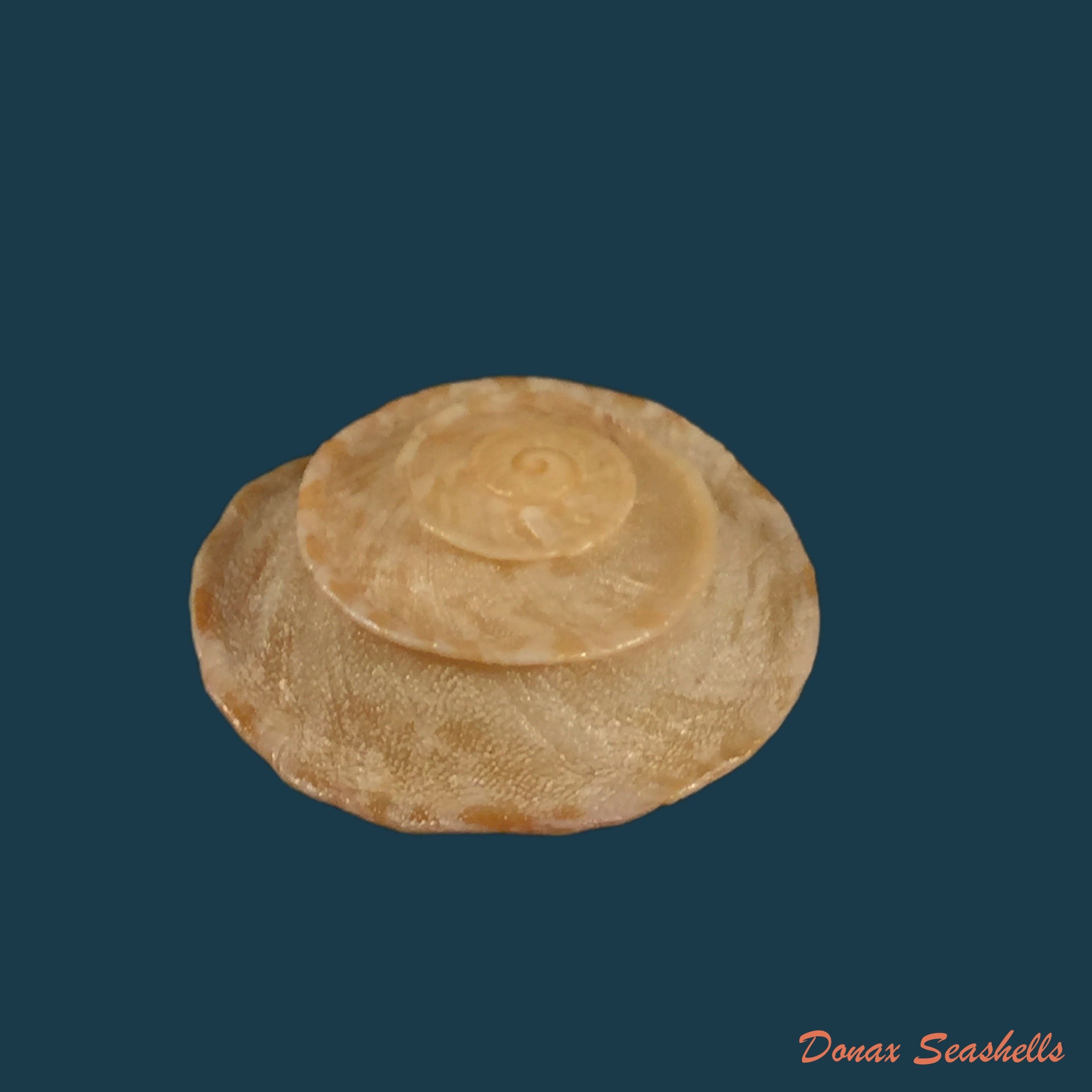 copia-de-alabastrina-tilmiratensis-pallary-1933-24-4mm