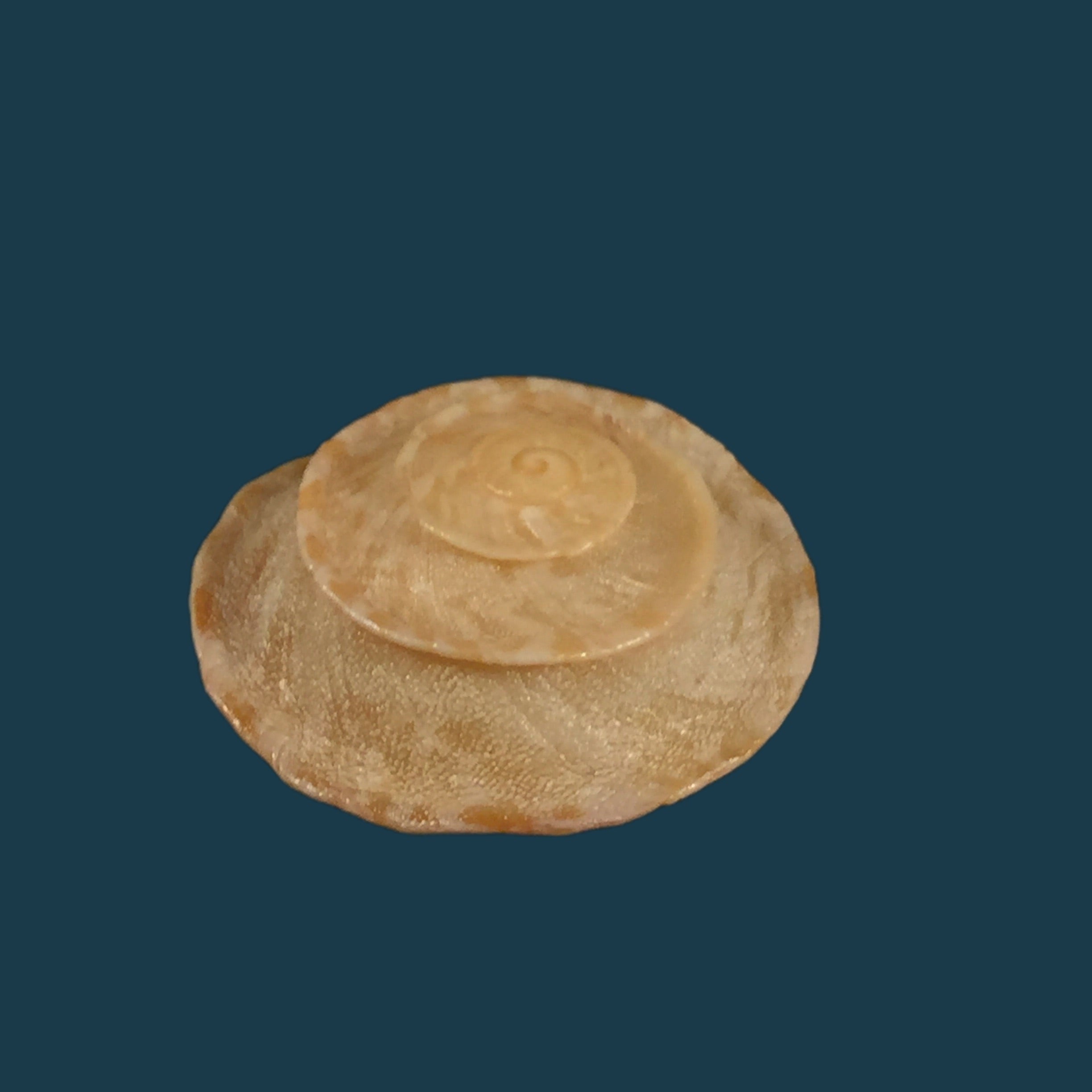 Alabastrina homadensis J. Ahuir, 2018 - 24,9mm