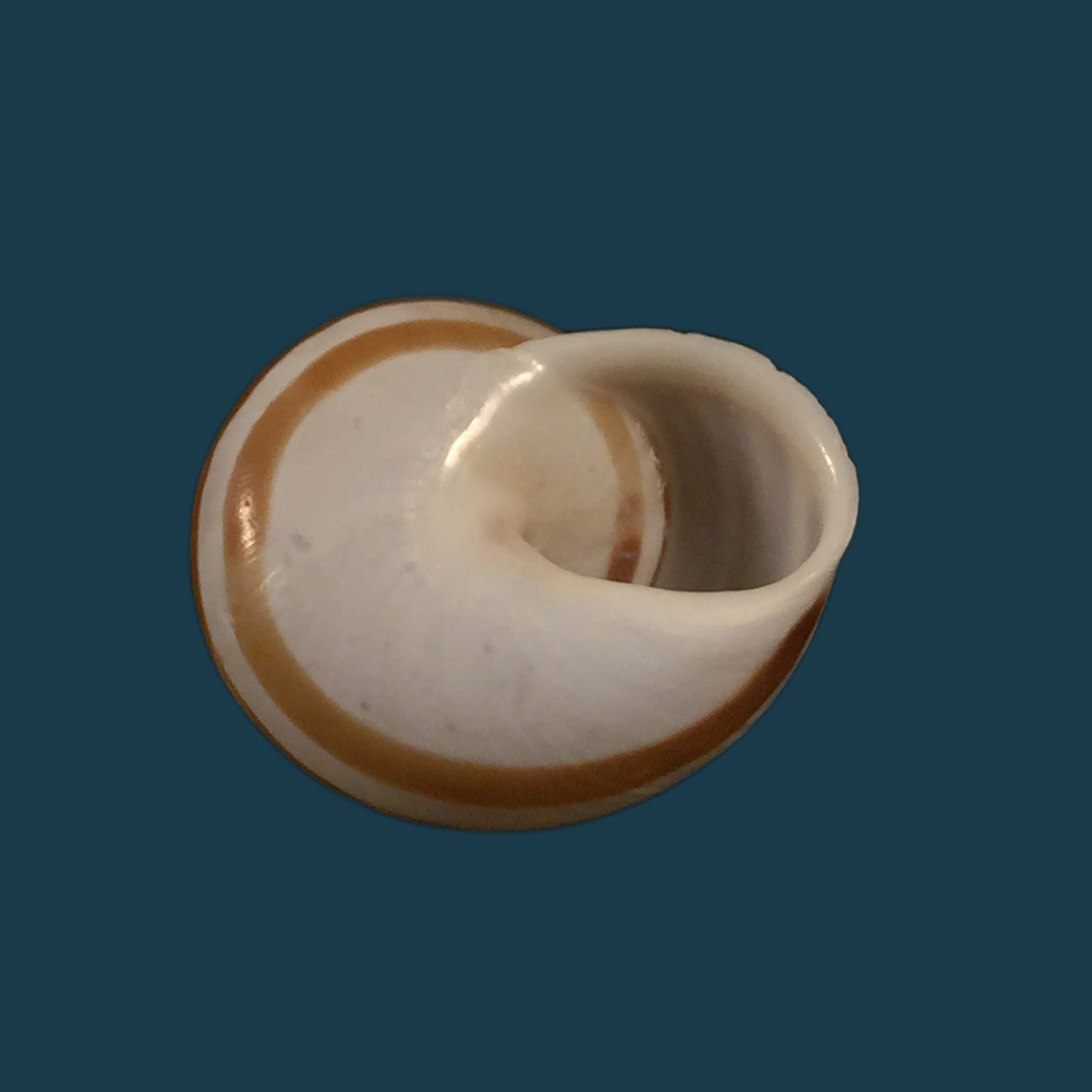Alabastrina tilmiratensis Pallary, 1933- 24,4mm