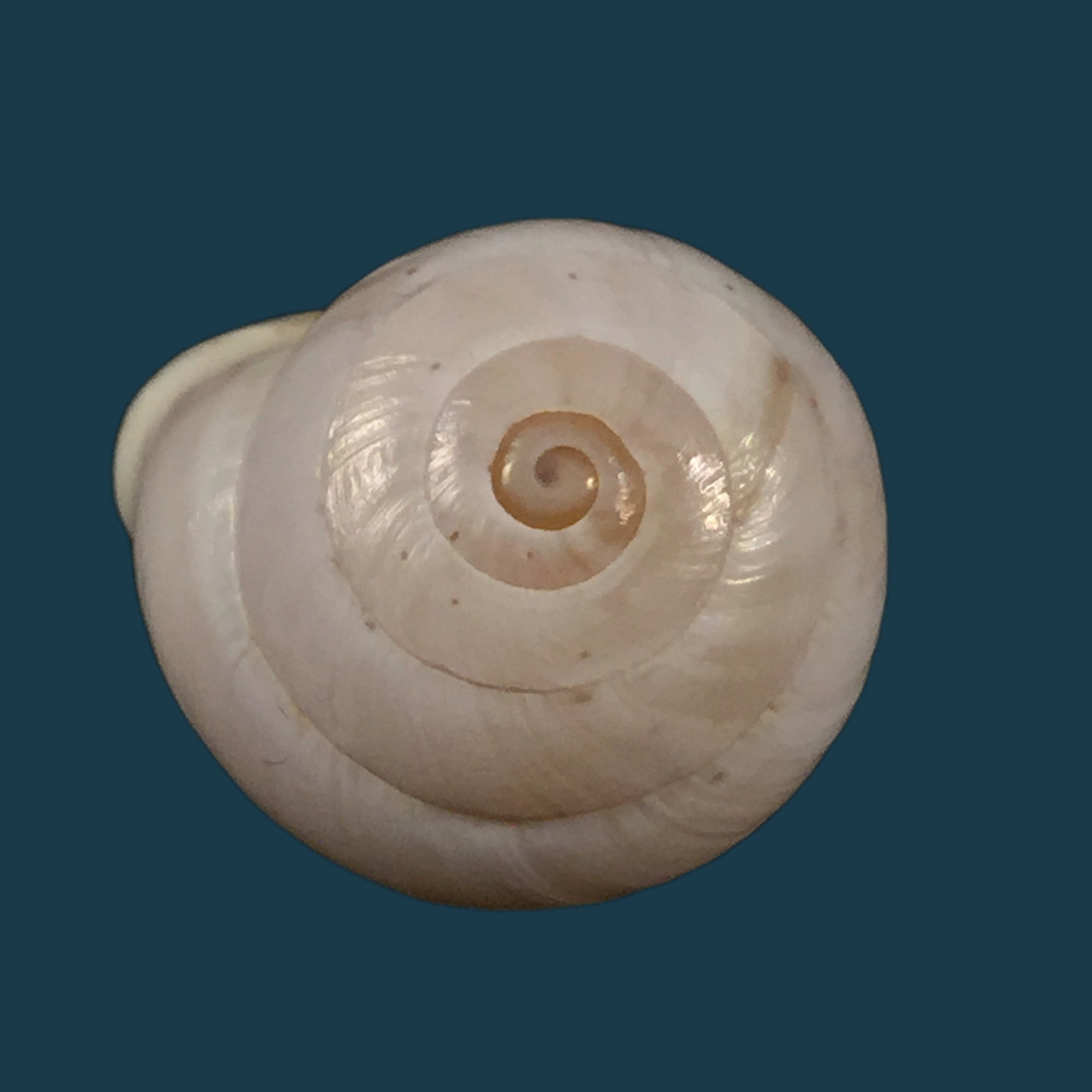 Alabastrina soluta plumbea (Pallary, 1920) - 21,7mm